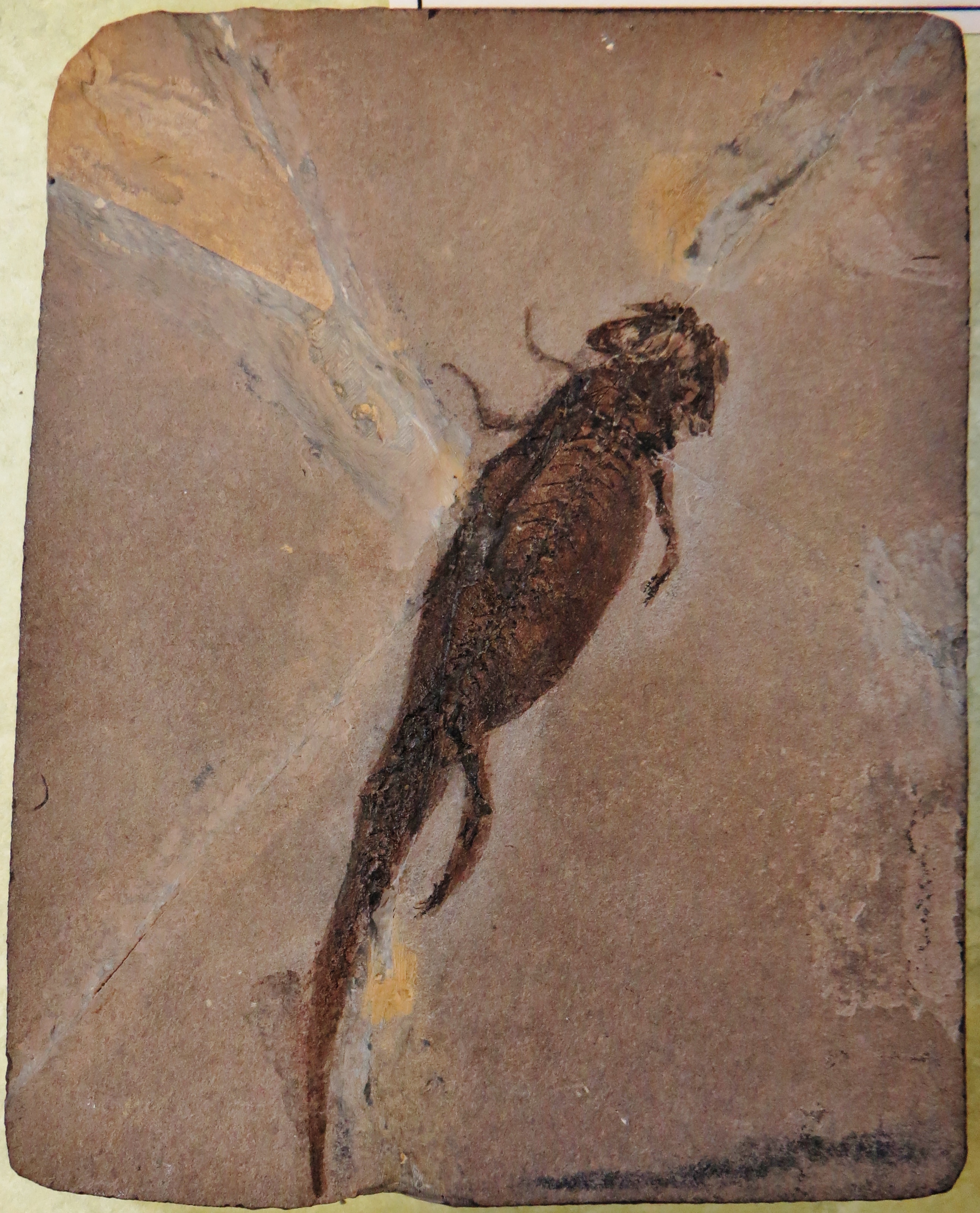 Early amphibians. comparative_exact_taxon_visual