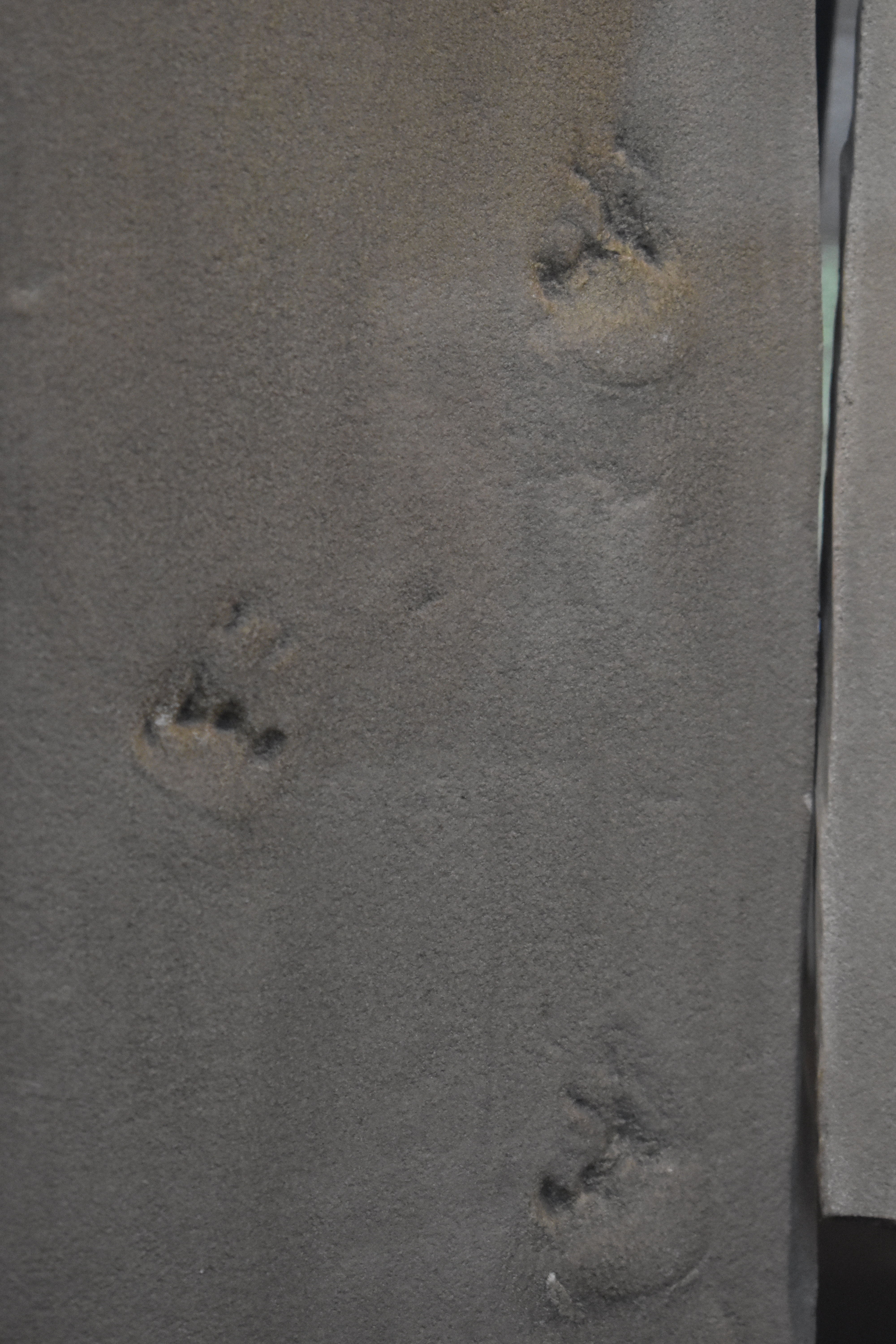 Synapsid tetrapod. comparative_trace_fossil_visual