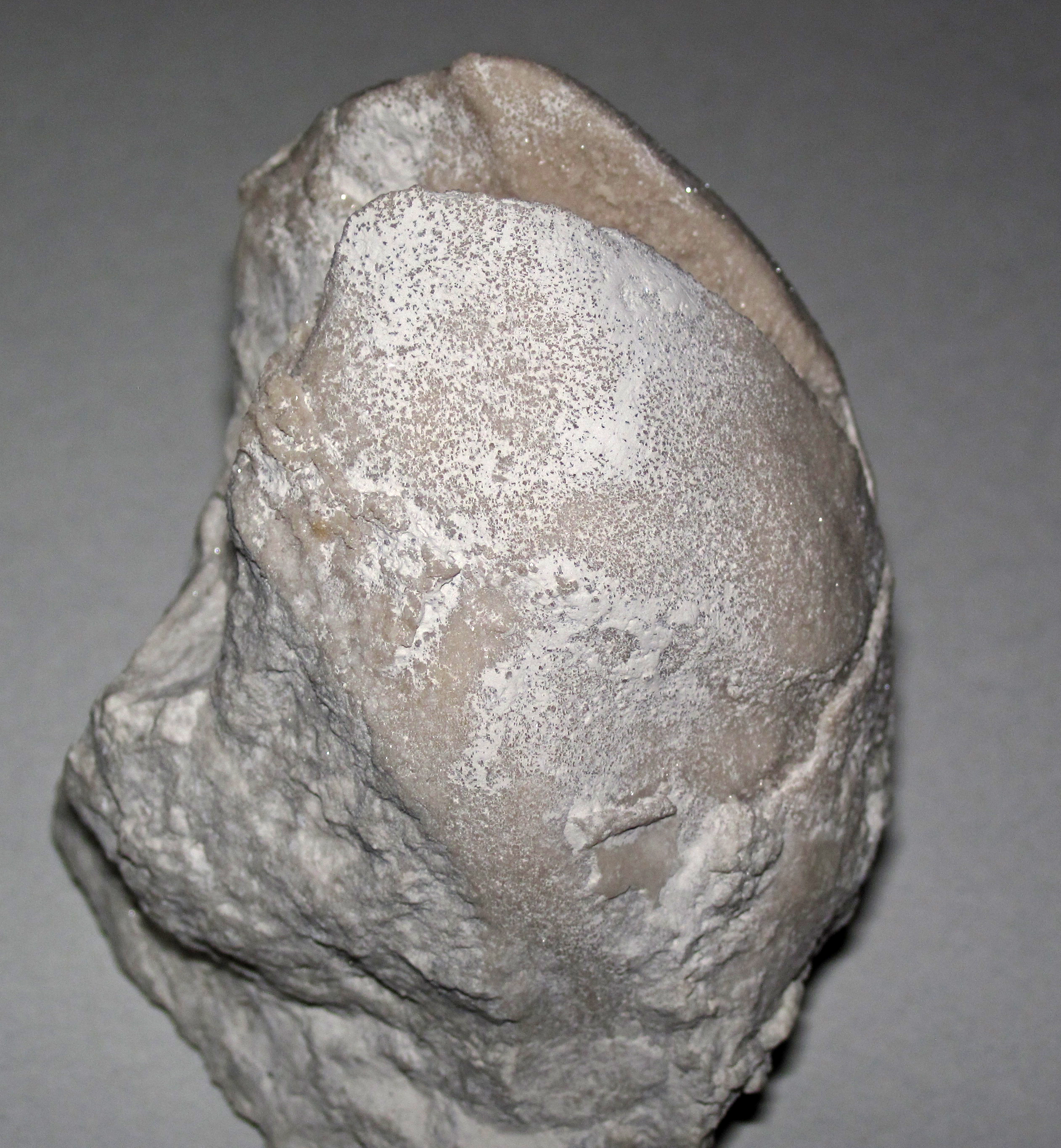 Brachiopods. comparative_internal_mold_visual
