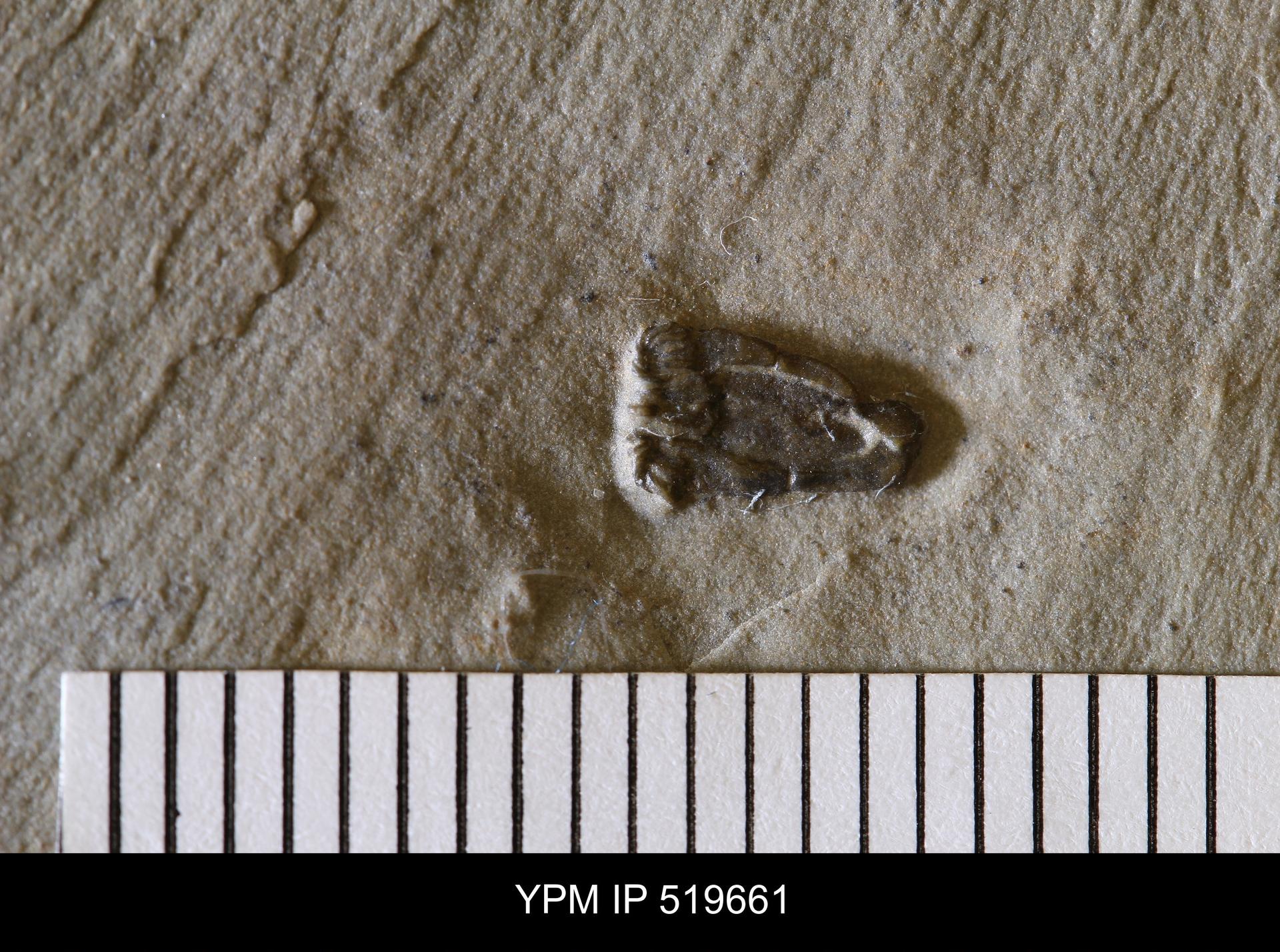 Early echinoderm. comparative_exact_taxon_visual