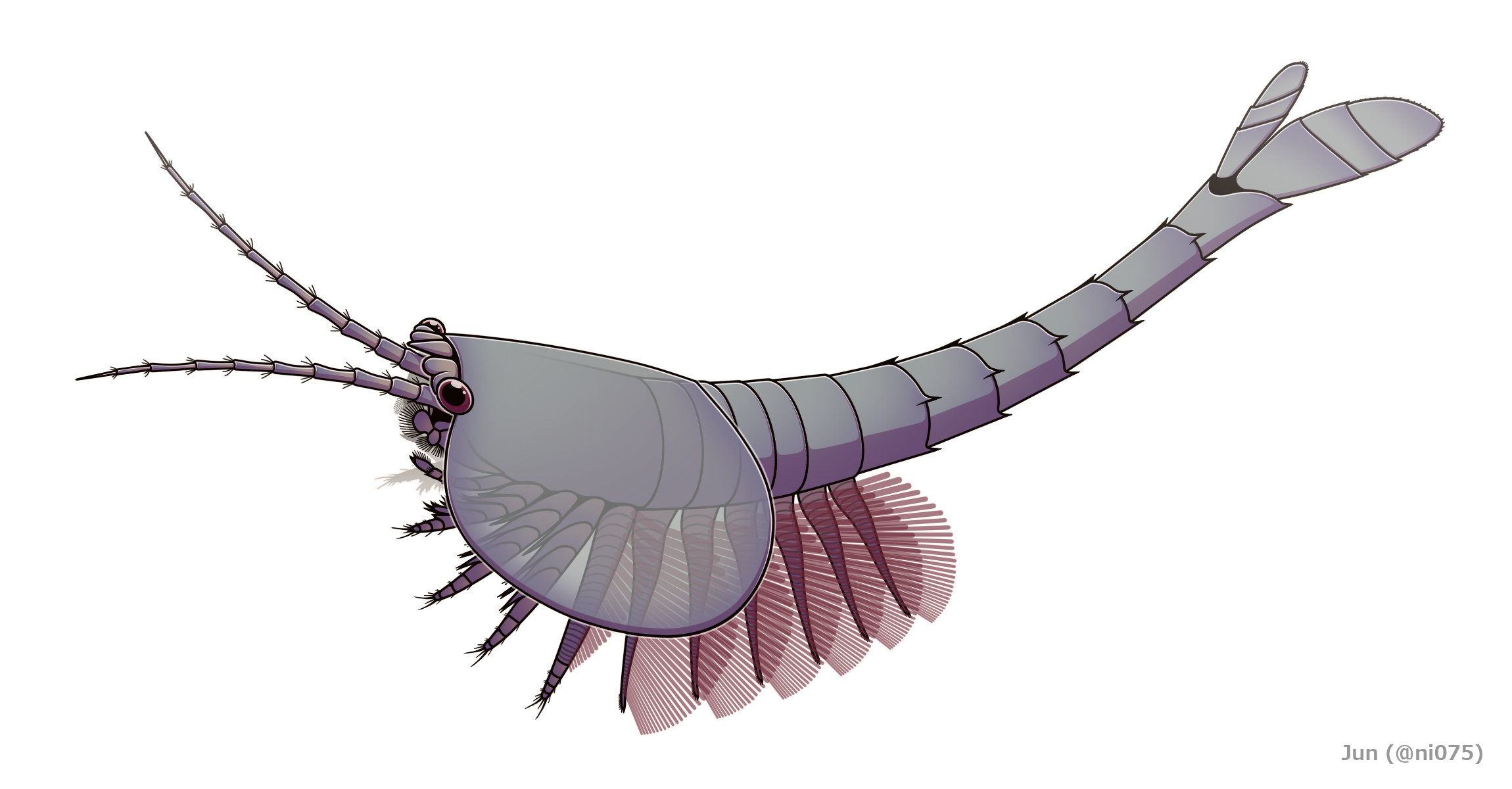 Early arthropod. comparative_exact_taxon_visual