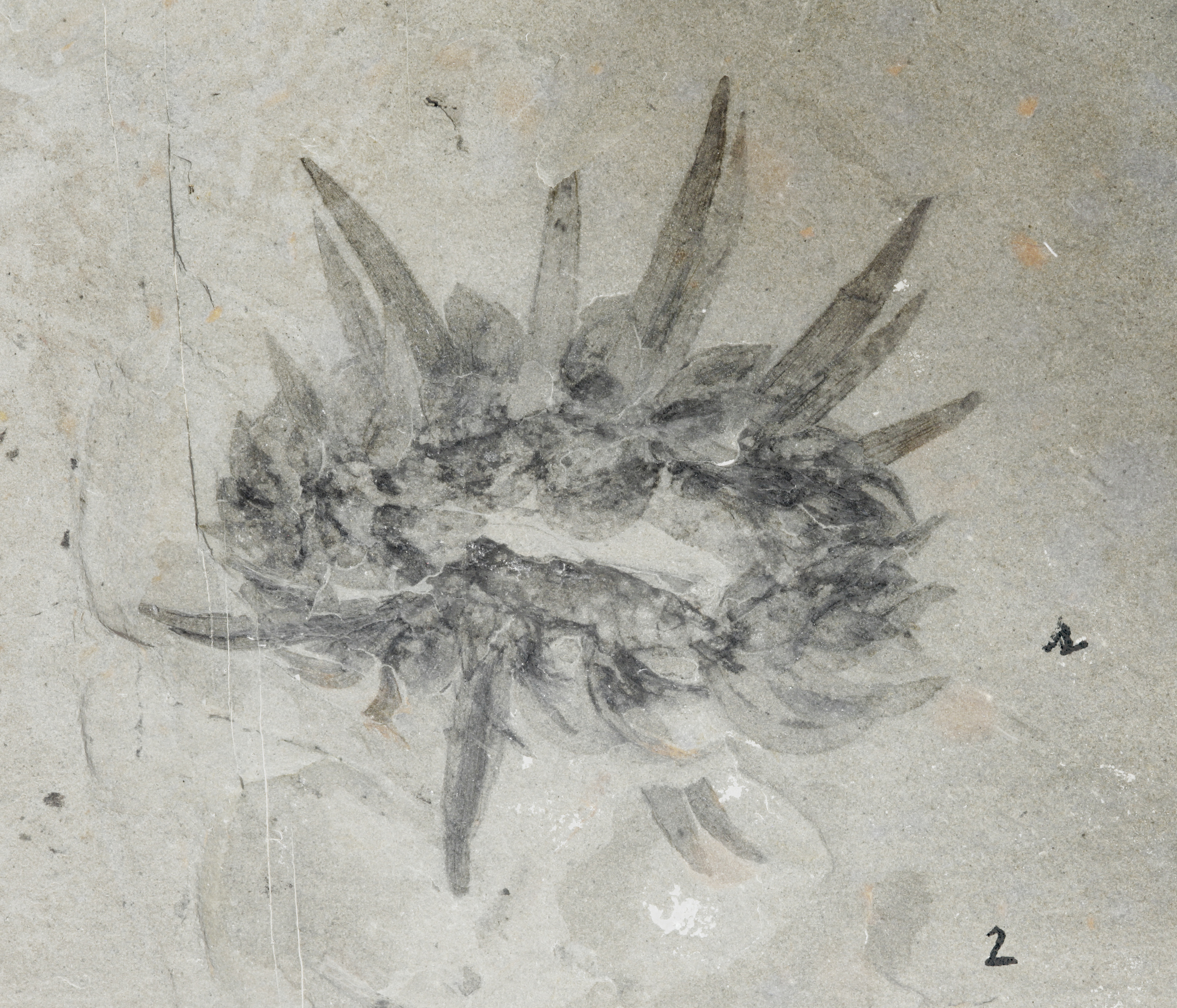 Early mollusk. comparative_exact_taxon_visual