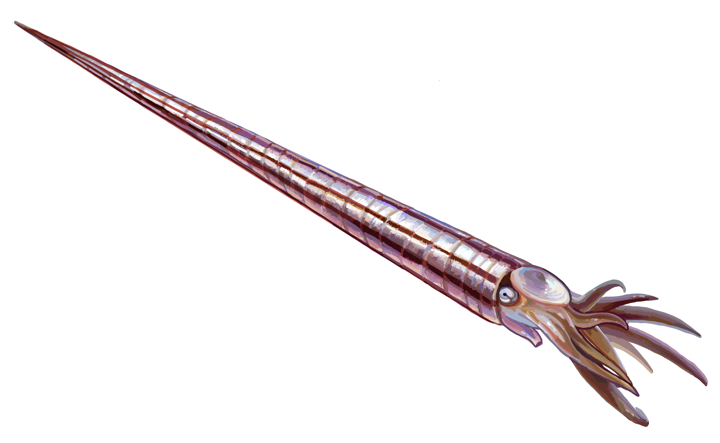 Orthocone cephalopod. comparative_exact_taxon_visual