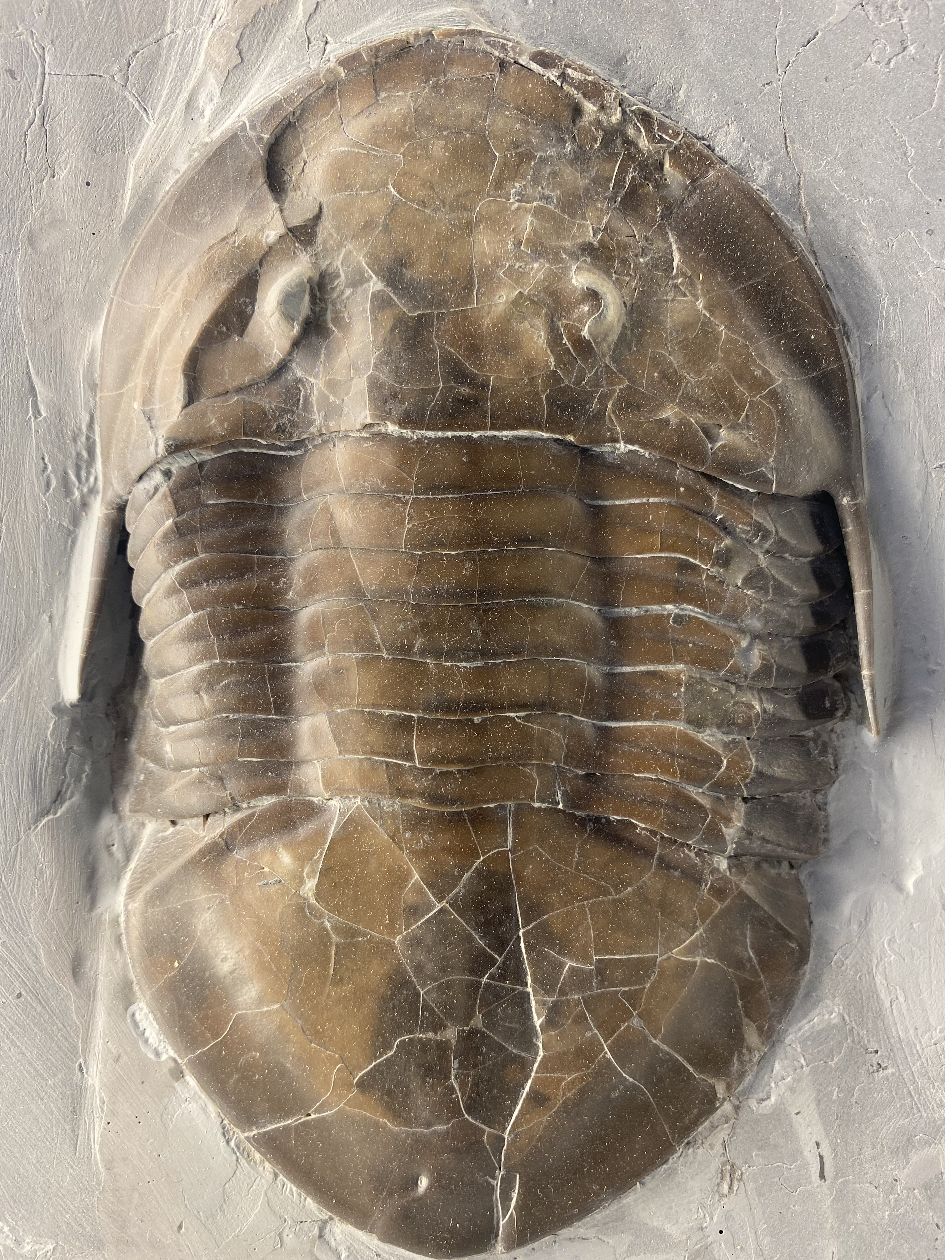 Trilobite. comparative_exact_taxon_visual