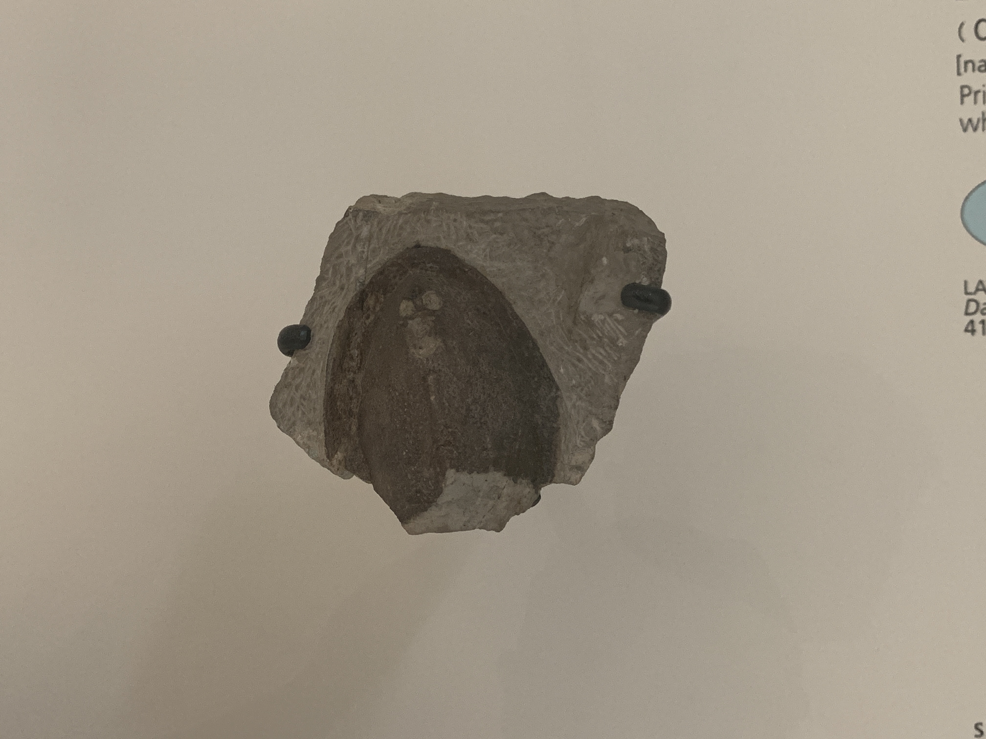 Jawless fish. comparative_exact_taxon_visual