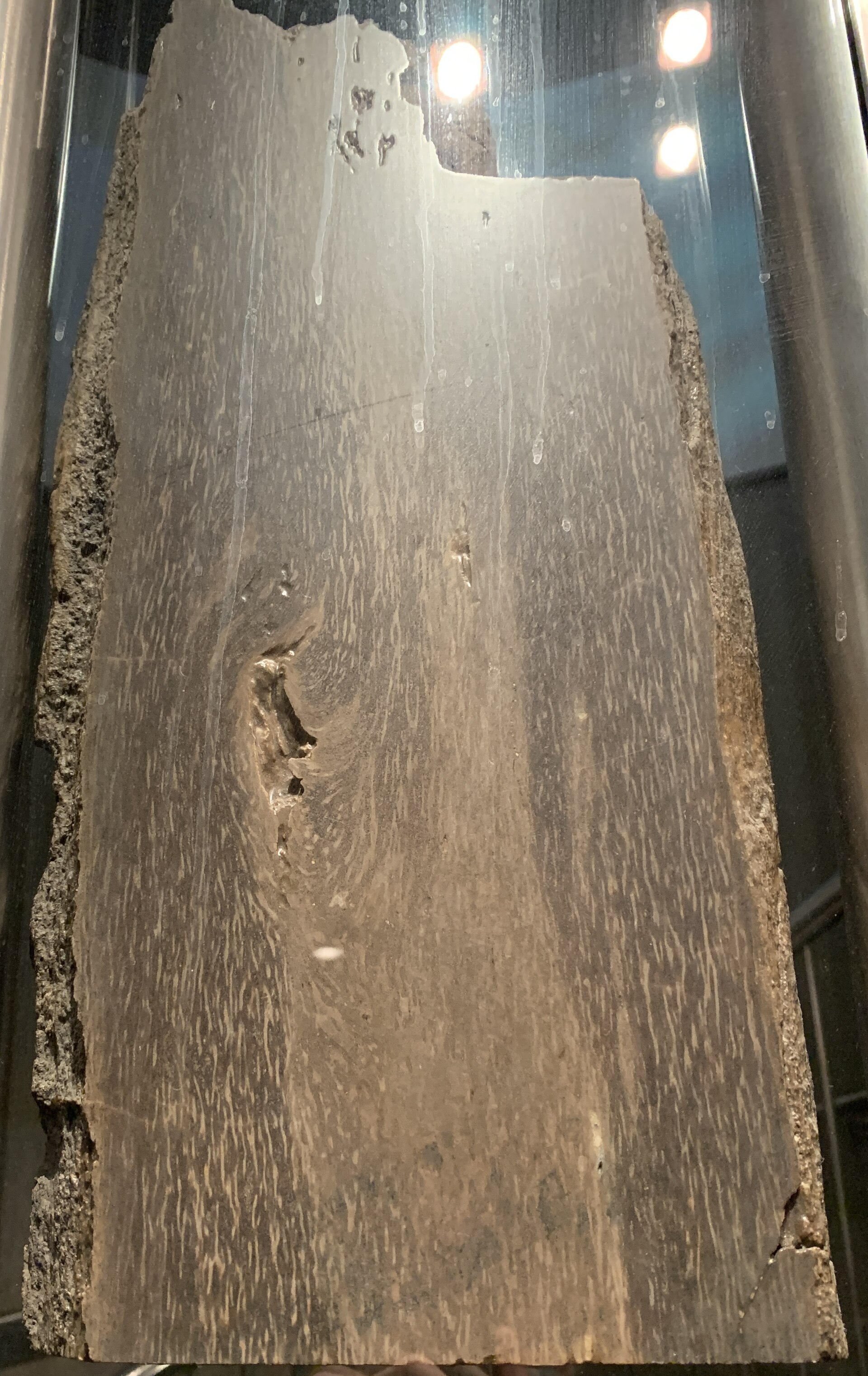 Tree-sized fungus. comparative_exact_taxon_visual