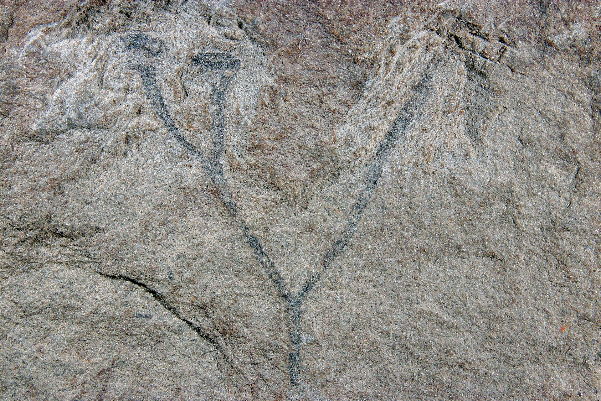 Early vascular plant. comparative_exact_taxon_visual
