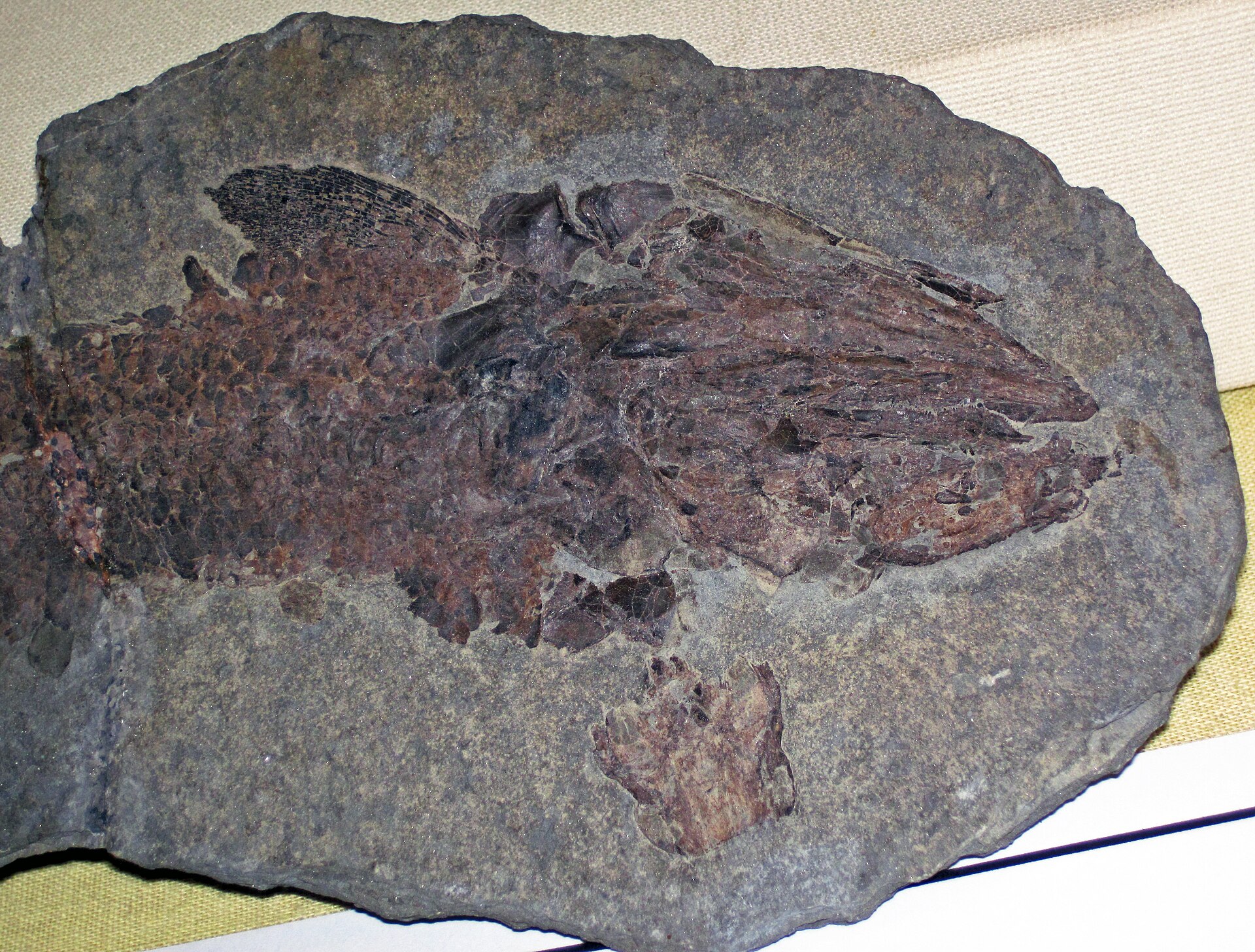 Lobe-finned fish. comparative_exact_taxon_visual