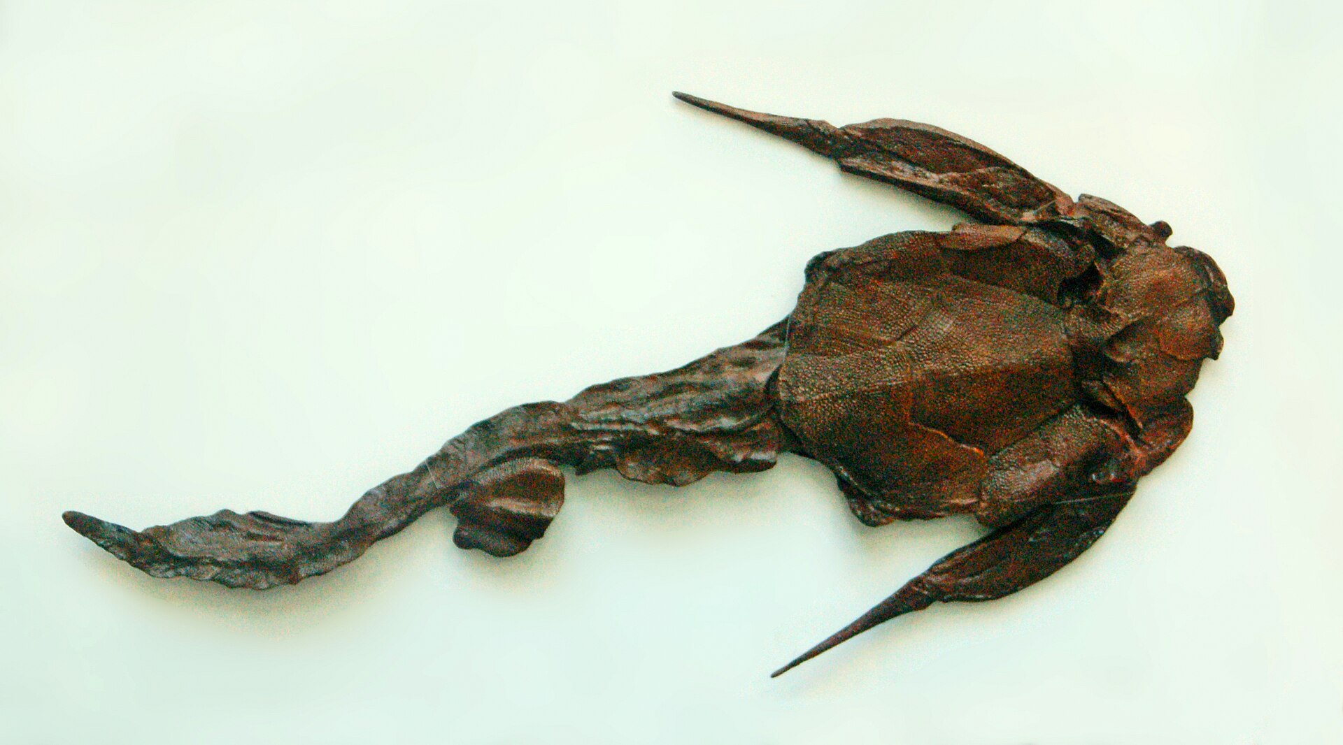 Placoderm fish. comparative_exact_taxon_visual
