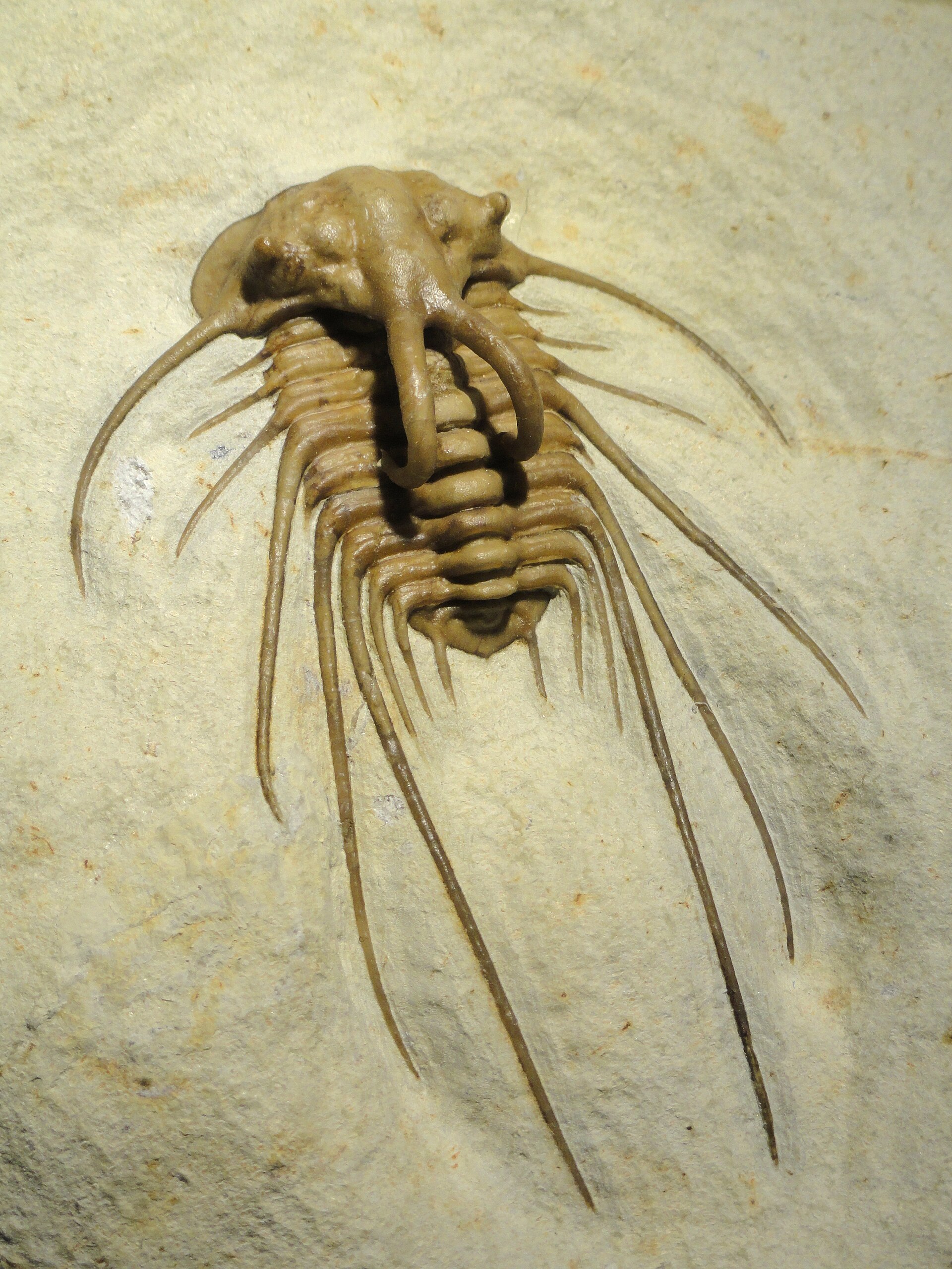 Trilobite. comparative_exact_taxon_visual
