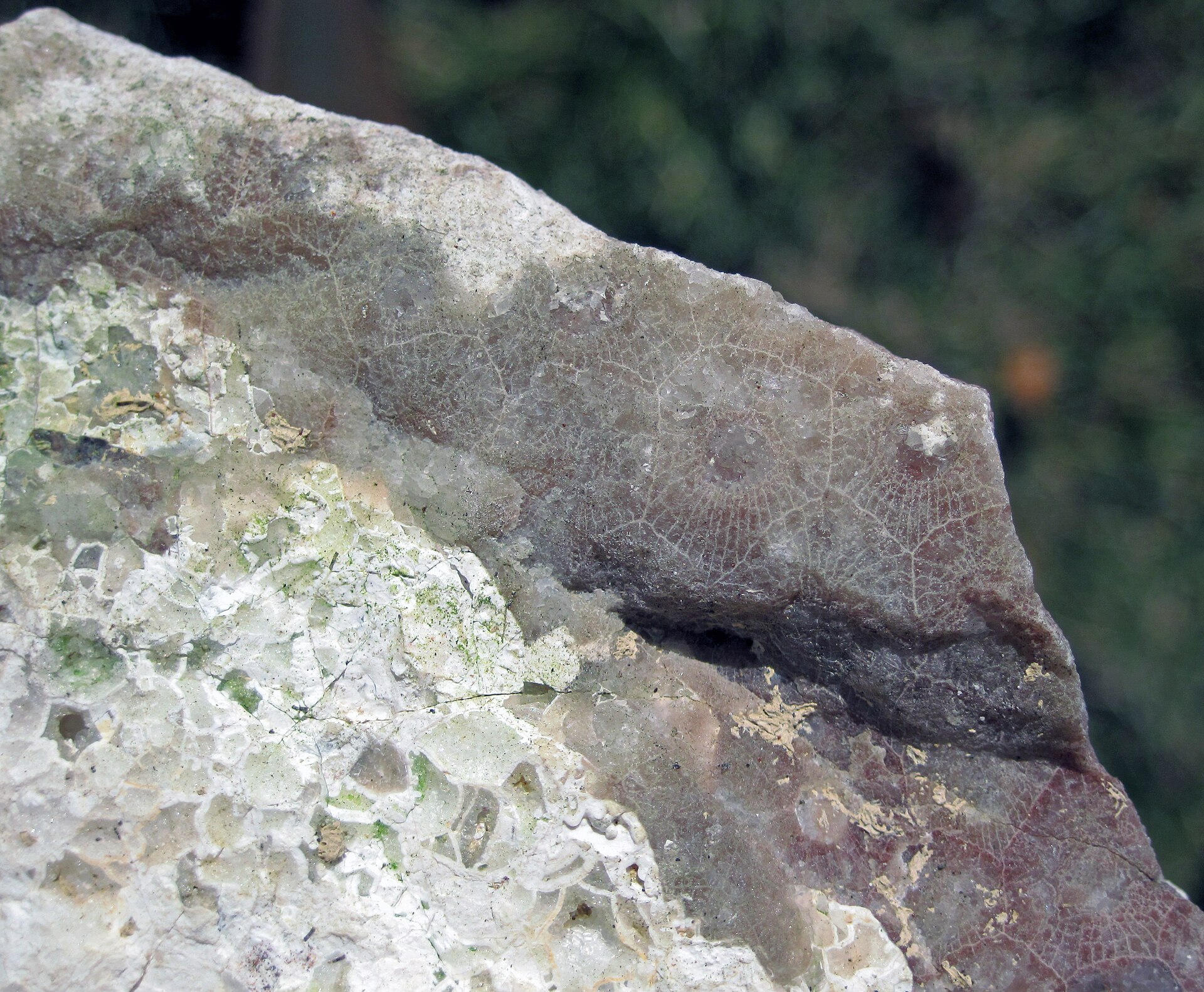 Rugose coral / Petoskey stone. comparative_exact_taxon_visual