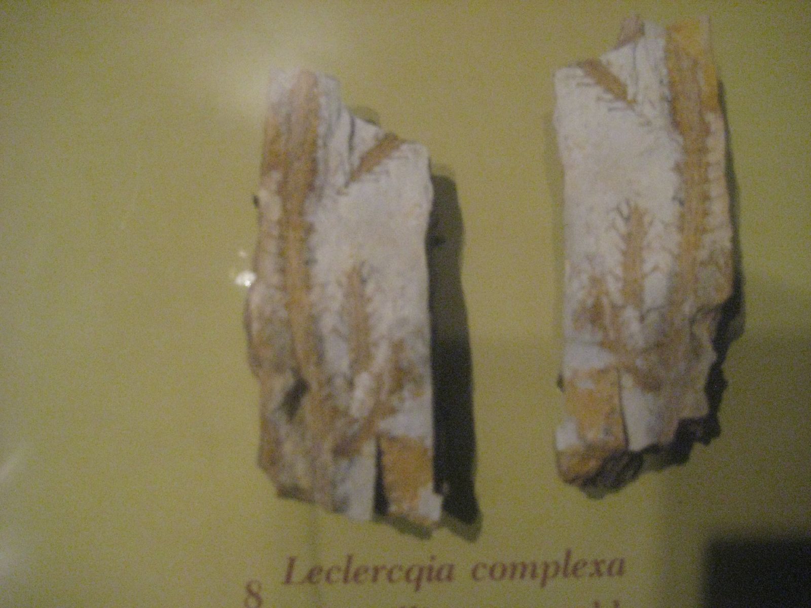 Early lycopsid. comparative_exact_taxon_visual