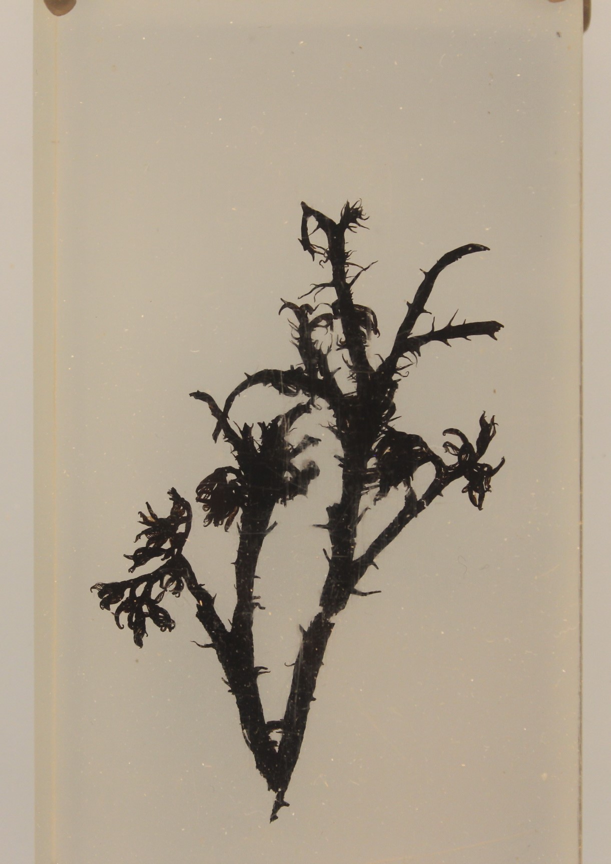 Early vascular plant. comparative_exact_taxon_visual
