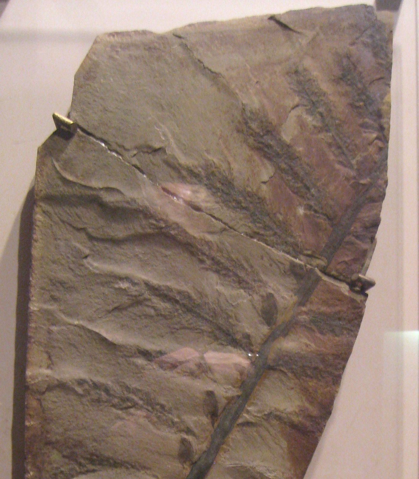 Progymnosperm. comparative_exact_taxon_visual