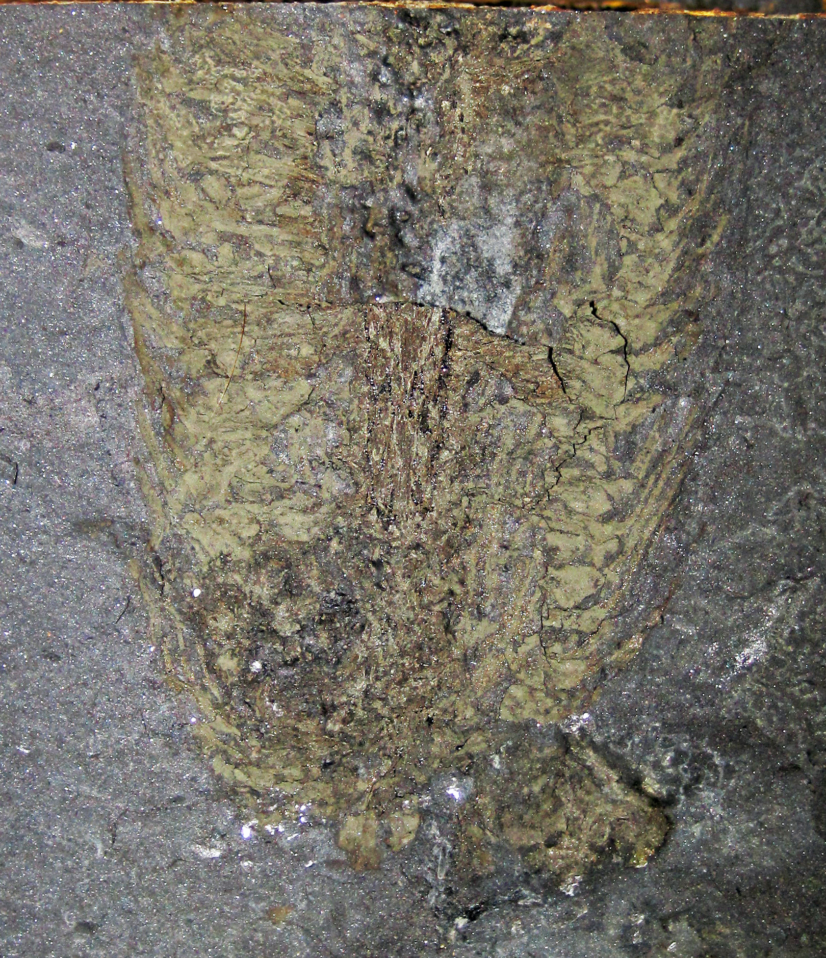 Lycopsid tree. comparative_exact_taxon_visual