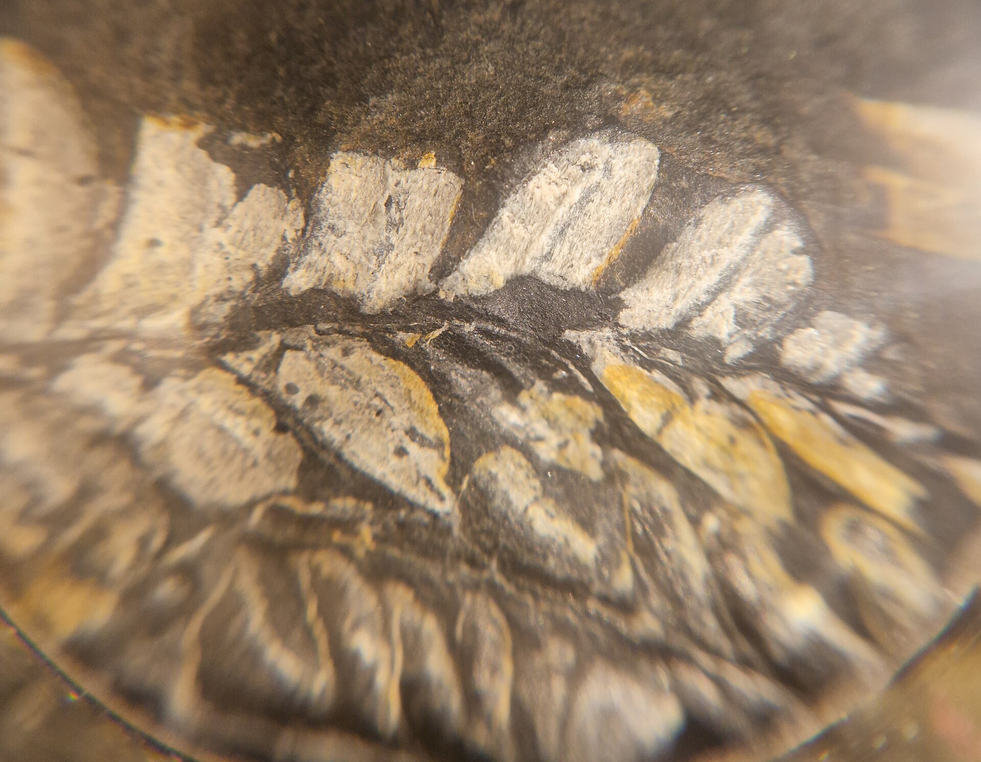 Medullosan seed fern. comparative_exact_taxon_visual