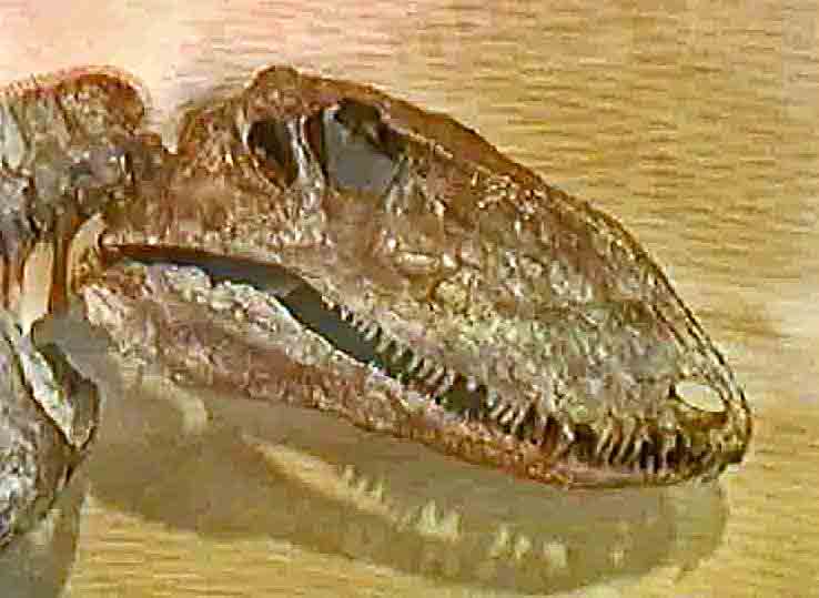 Early synapsid. comparative_taxon_visual