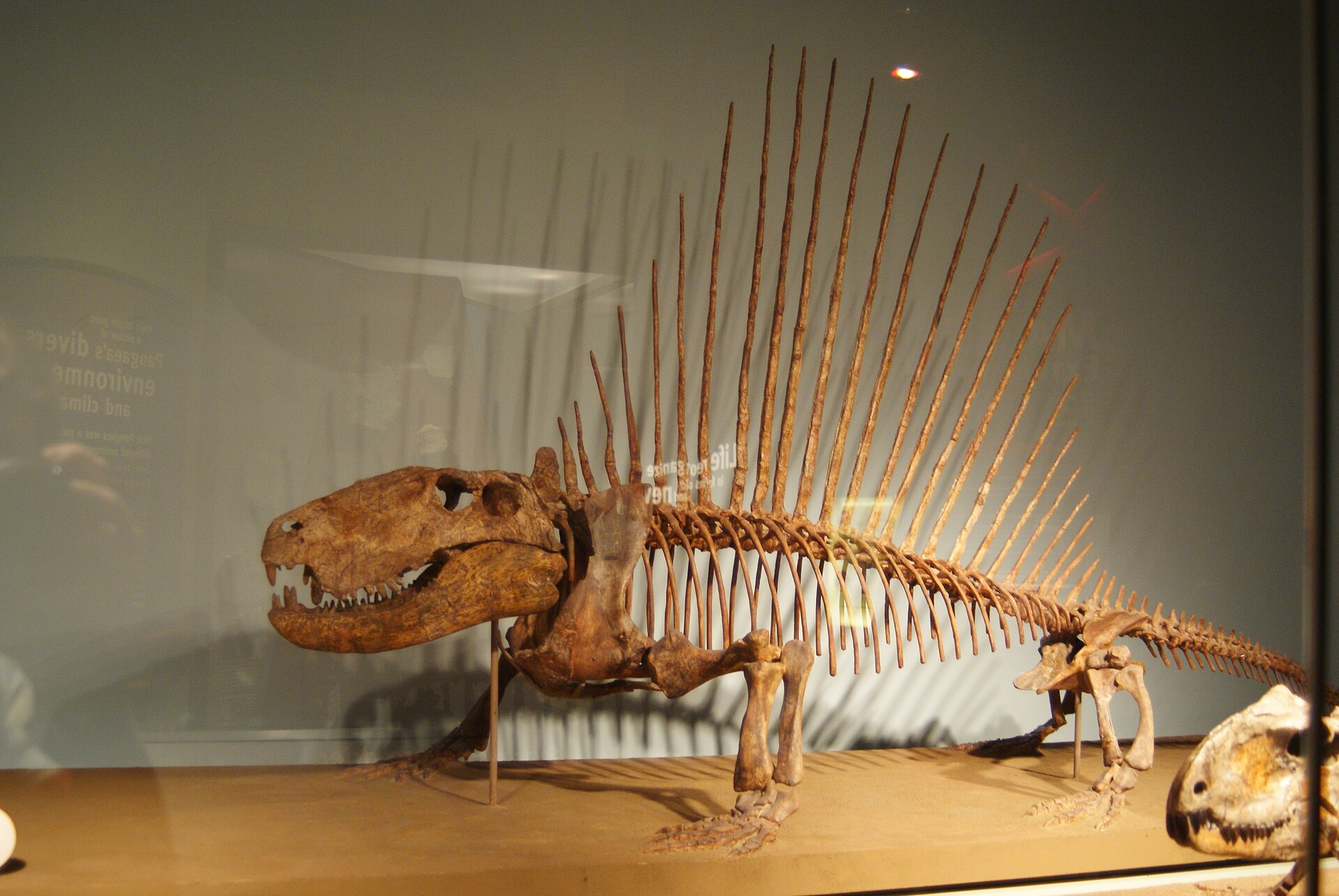 Early synapsid. comparative_taxon_visual