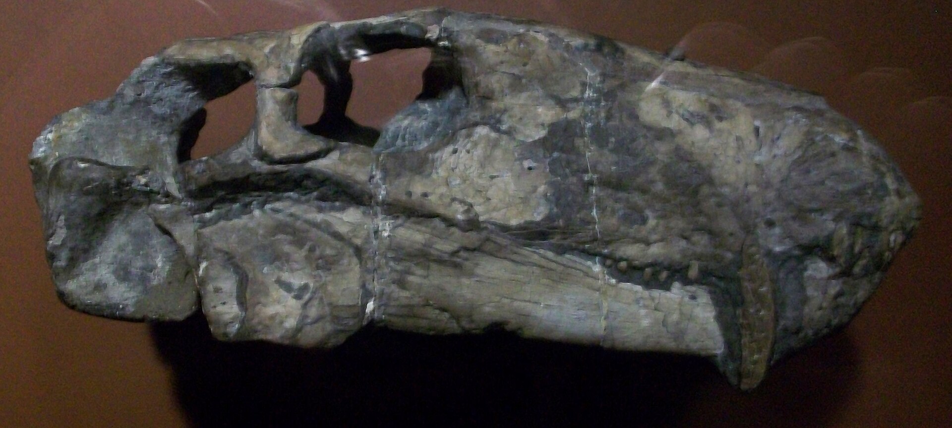Gorgonopsian synapsid. comparative_taxon_visual