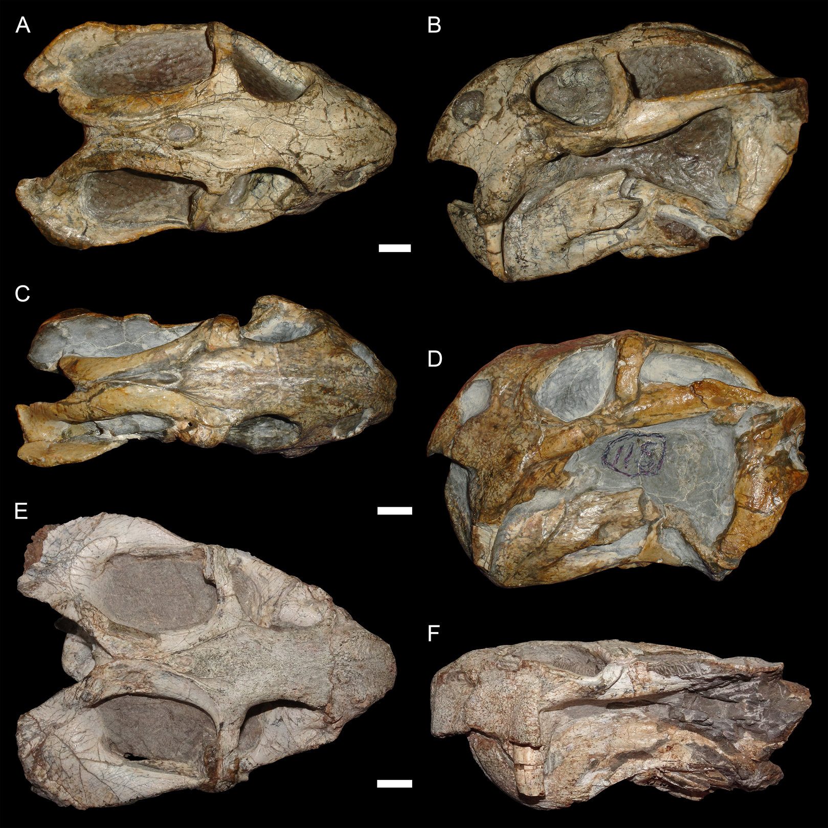 Dicynodont synapsid. comparative_taxon_visual