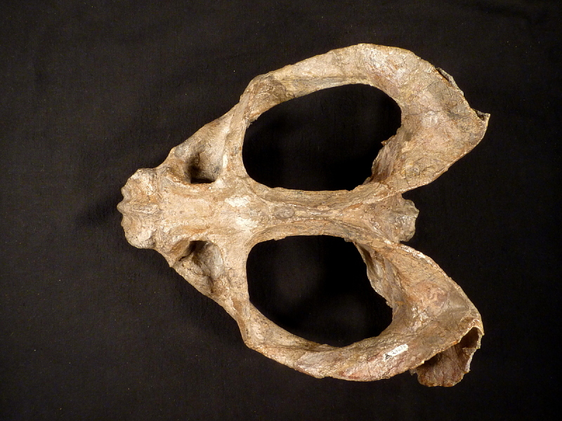 Dicynodont synapsid. comparative_taxon_visual