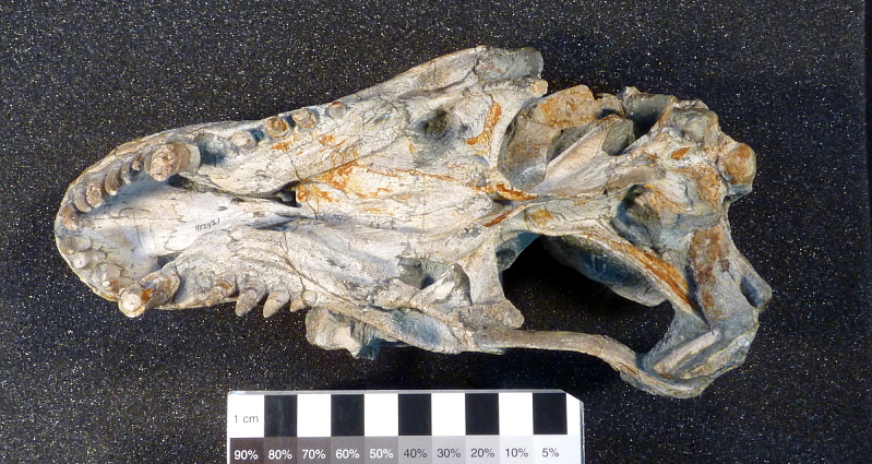Therocephalian synapsid. comparative_taxon_visual
