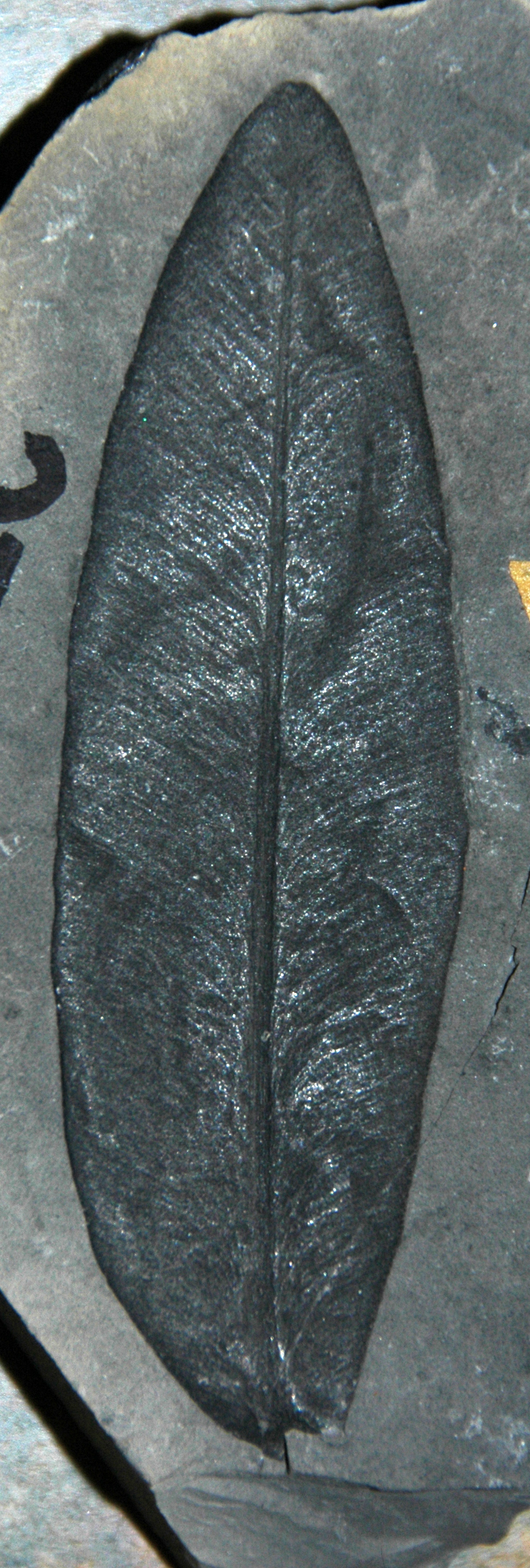 Seed plant. comparative_taxon_visual