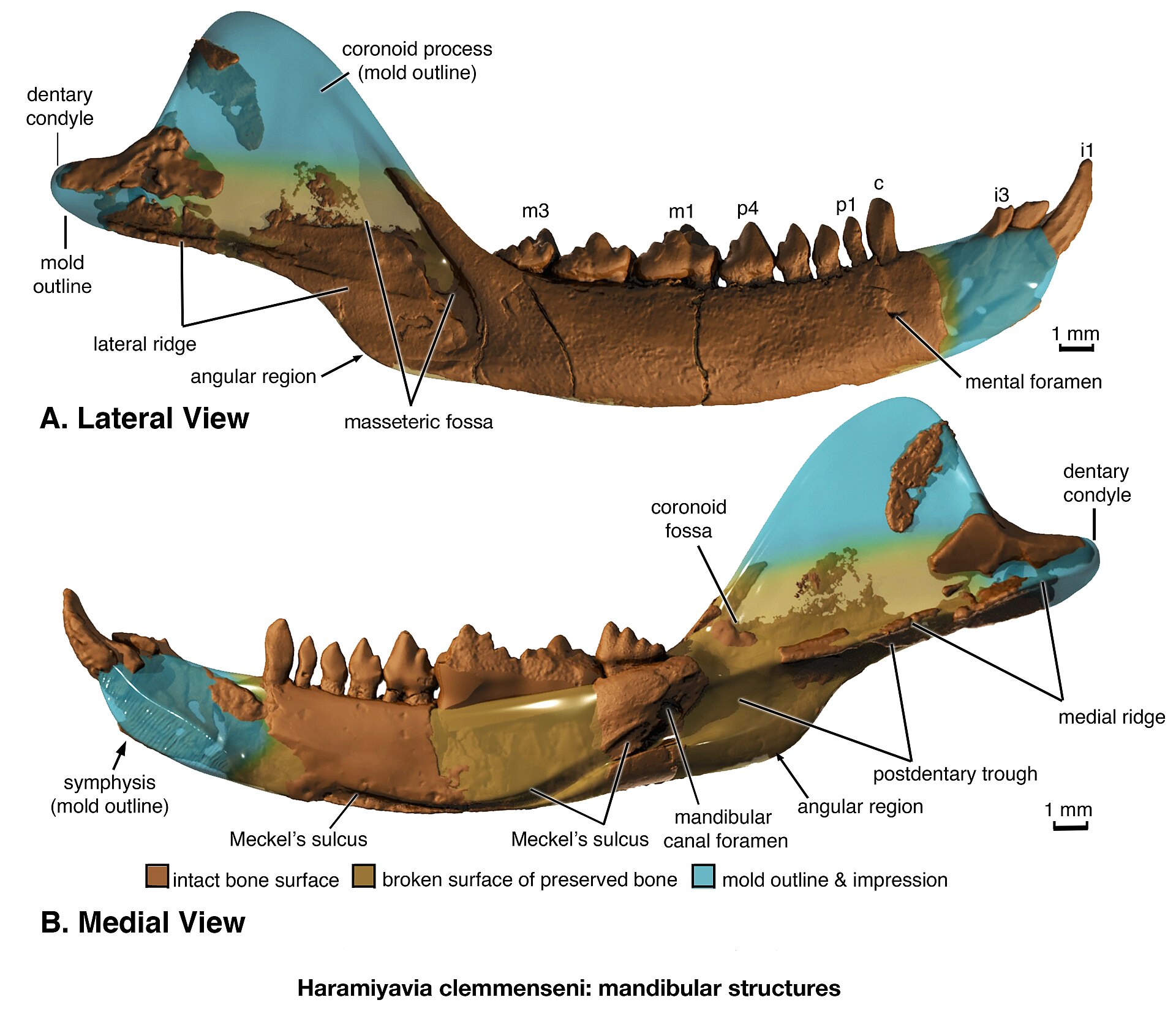 Early mammal or mammal relative. comparative_taxon_visual