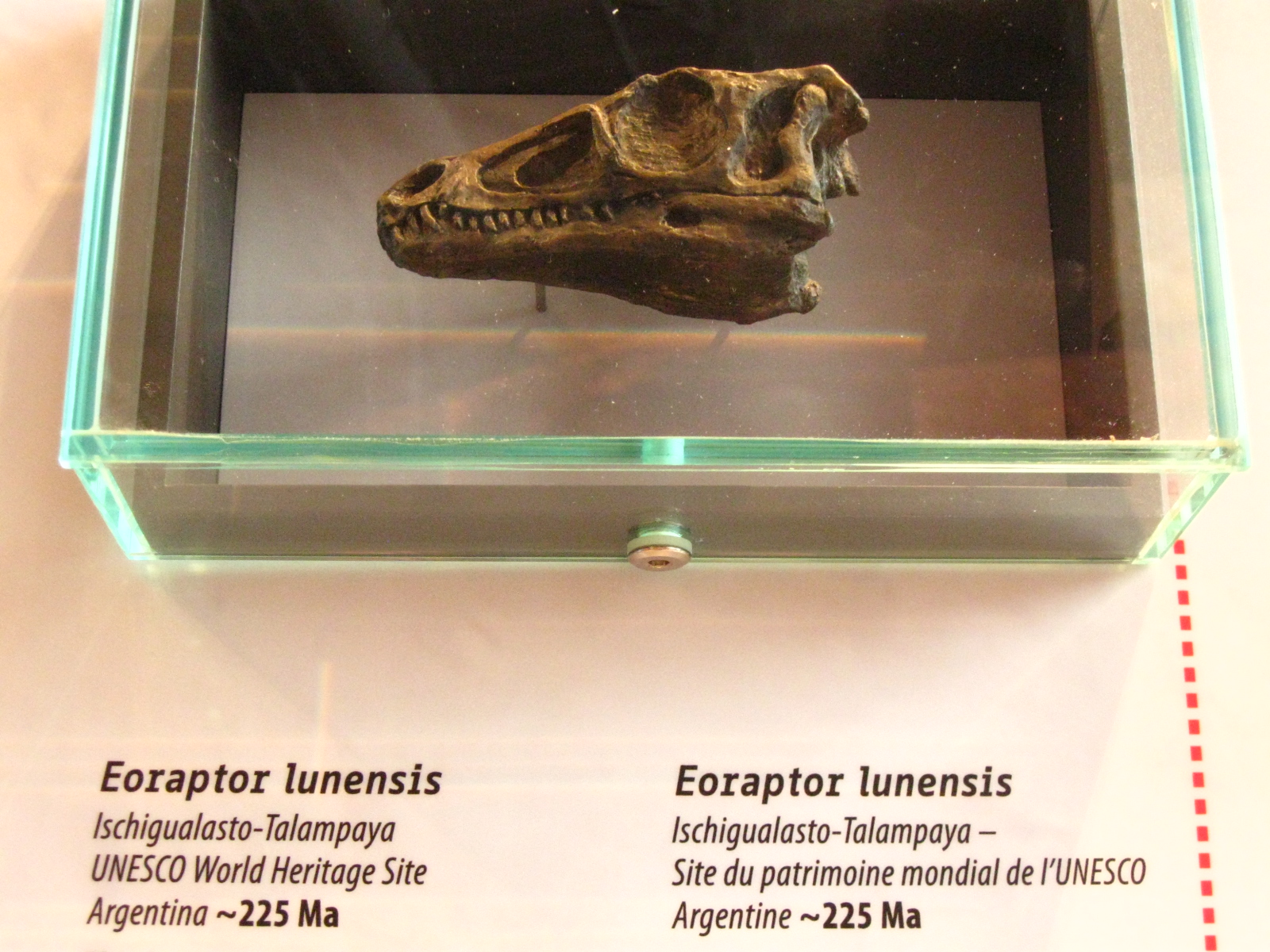 Early dinosaur. comparative_taxon_visual