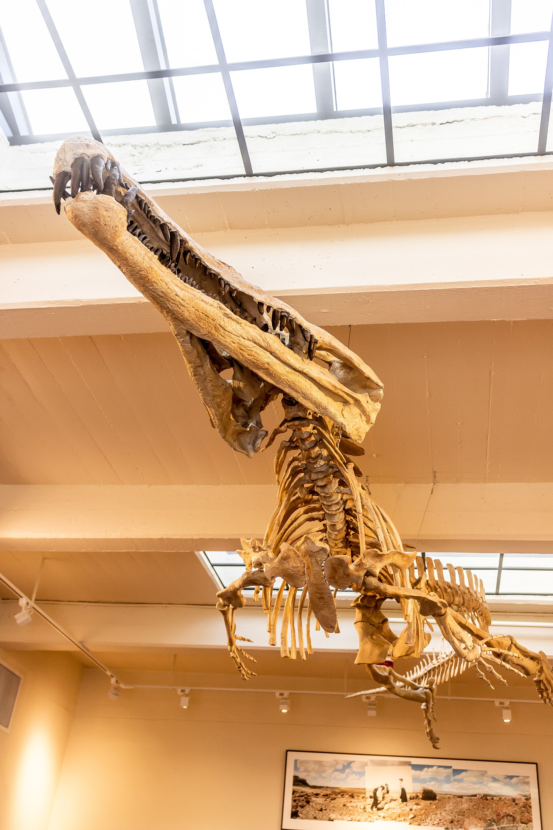Phytosaur, crocodile-like reptile. comparative_taxon_visual