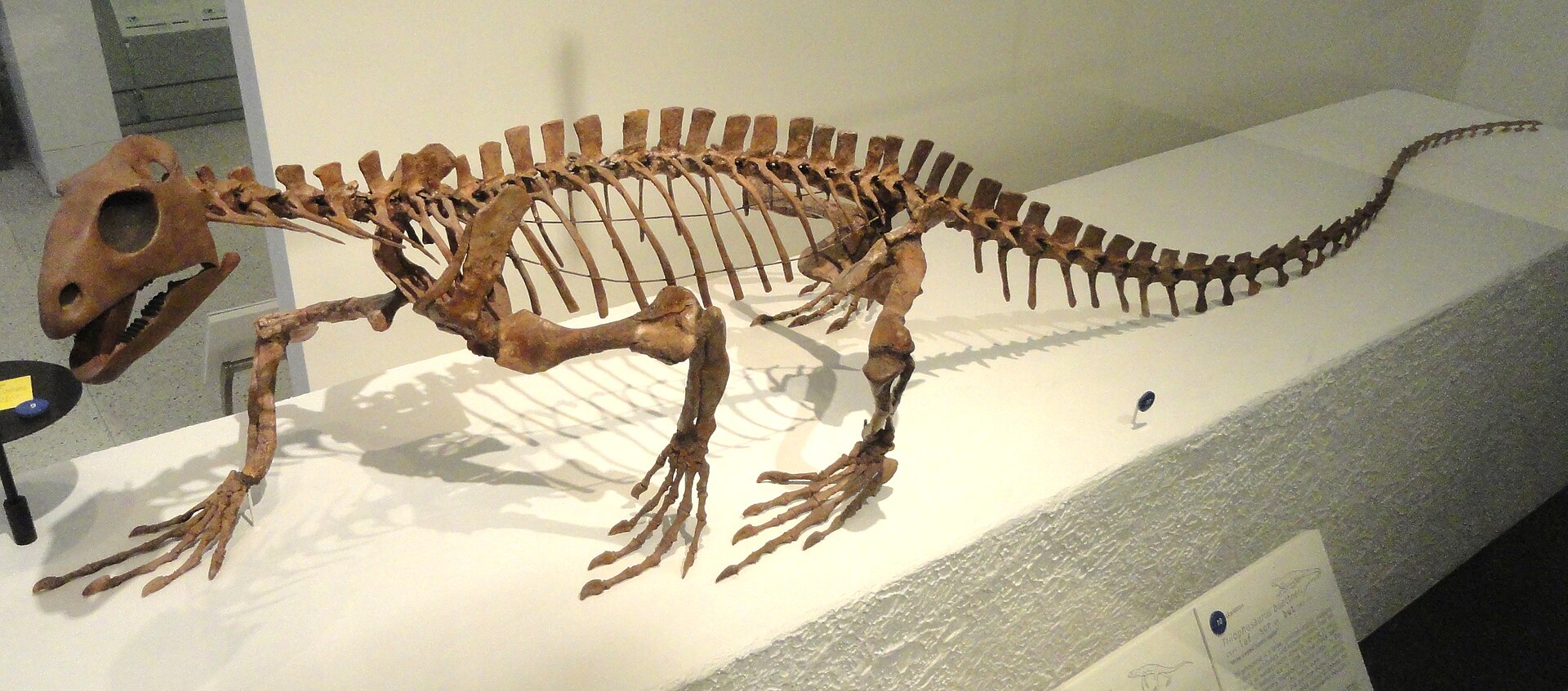 Herbivorous reptile. comparative_taxon_visual
