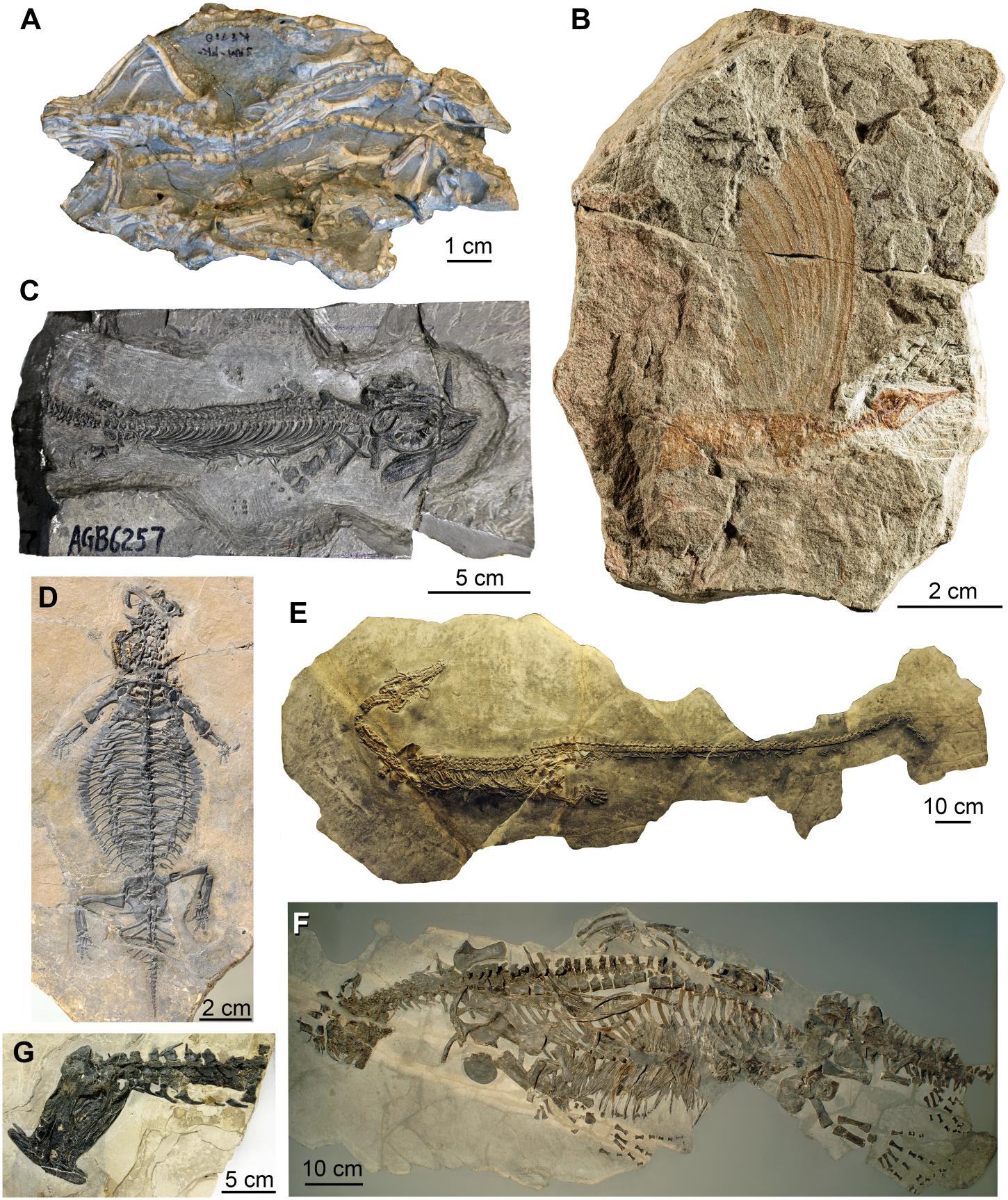 Thalattosaur marine reptile. comparative_taxon_visual