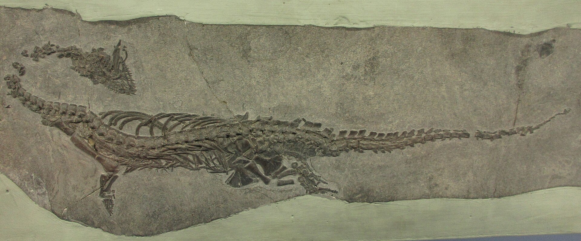 Nothosaur marine reptile. comparative_taxon_visual