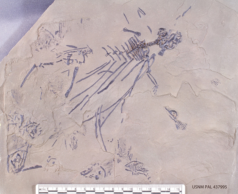 Gliding reptile. comparative_taxon_visual