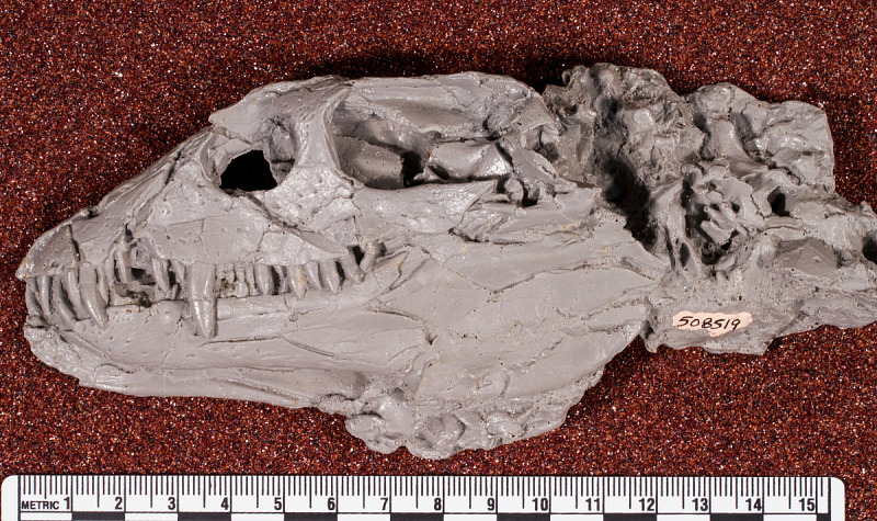 Armored aquatic reptile. comparative_taxon_visual