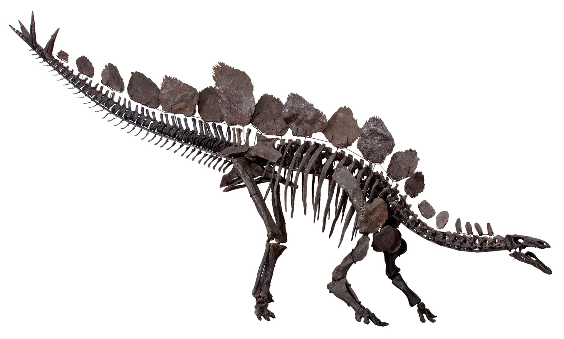 Stegosaur, plated dinosaur. comparative_taxon_visual