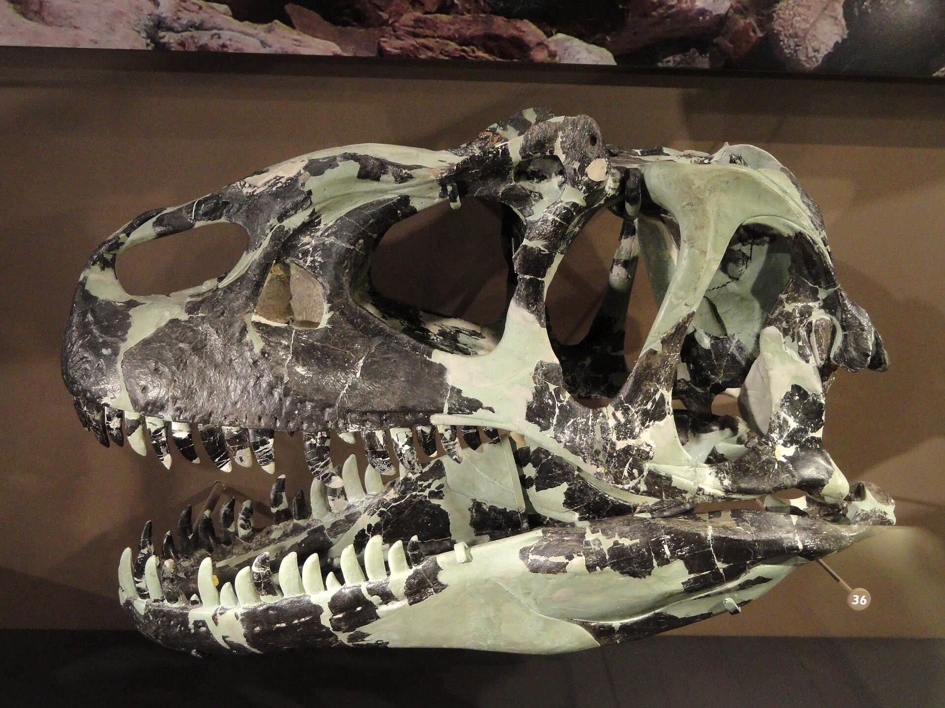 Theropod dinosaur. comparative_exact_taxon_visual