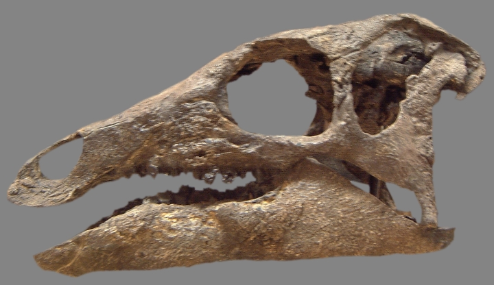 Juvenile ornithopod dinosaur. comparative_taxon_visual