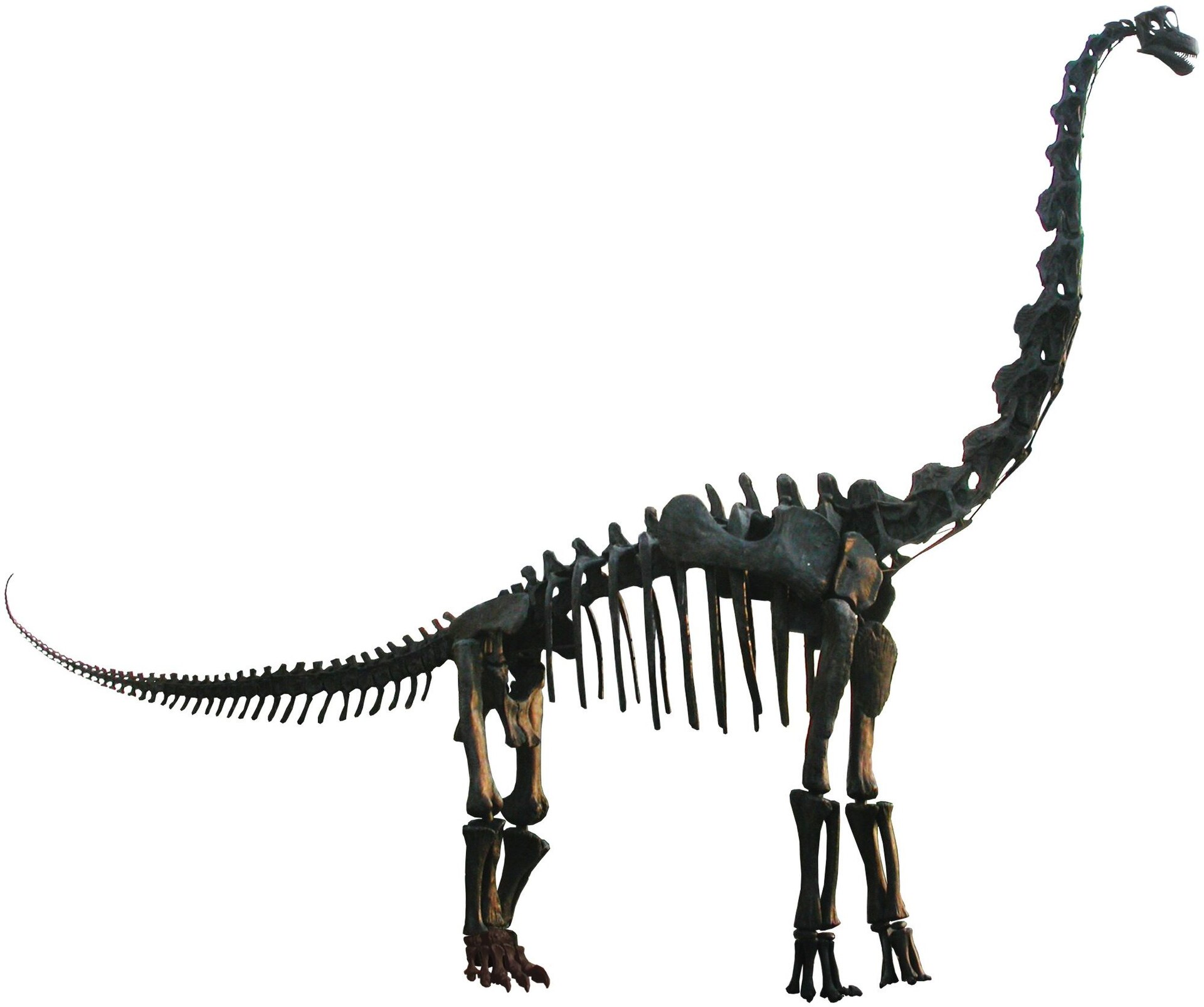 Sauropod dinosaur. comparative_taxon_visual