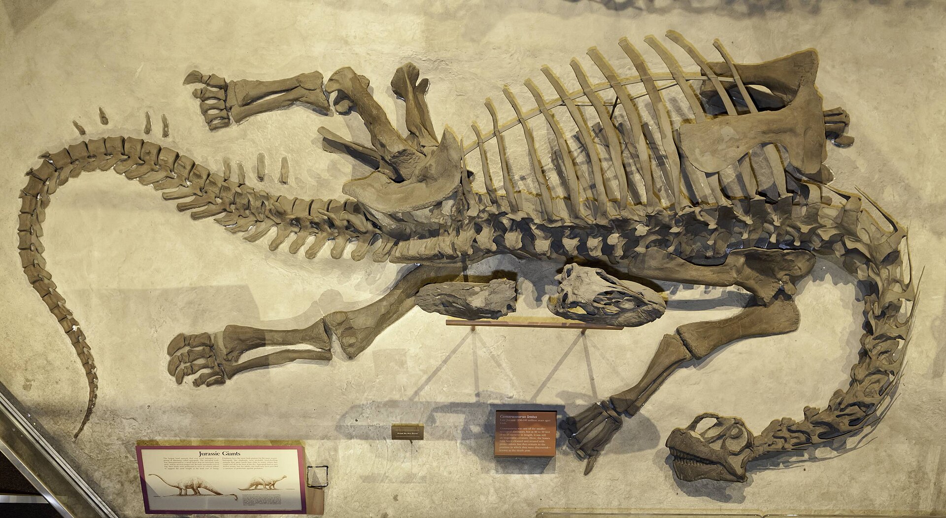 Sauropod. comparative_taxon_visual