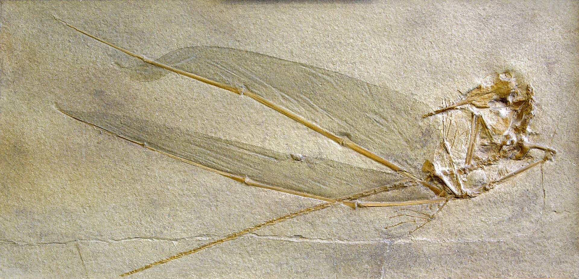Pterosaur flying reptile. comparative_taxon_visual