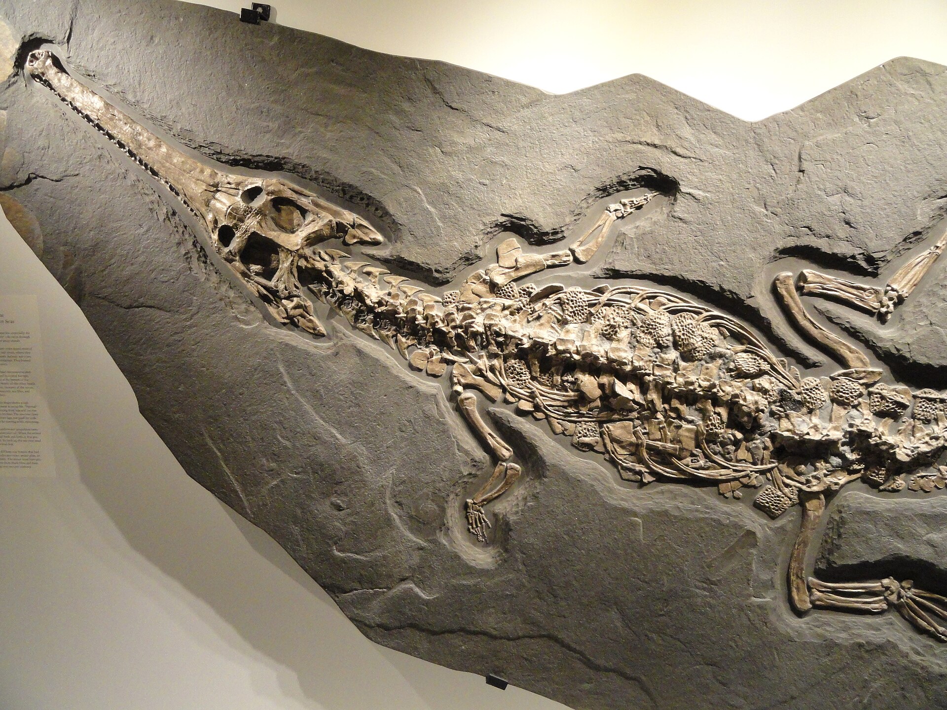 Marine crocodile relative. comparative_taxon_visual