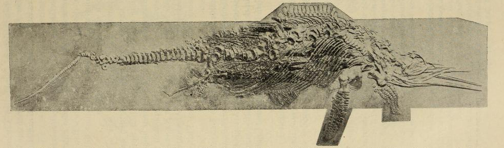Ichthyosaur marine reptile. comparative_taxon_visual