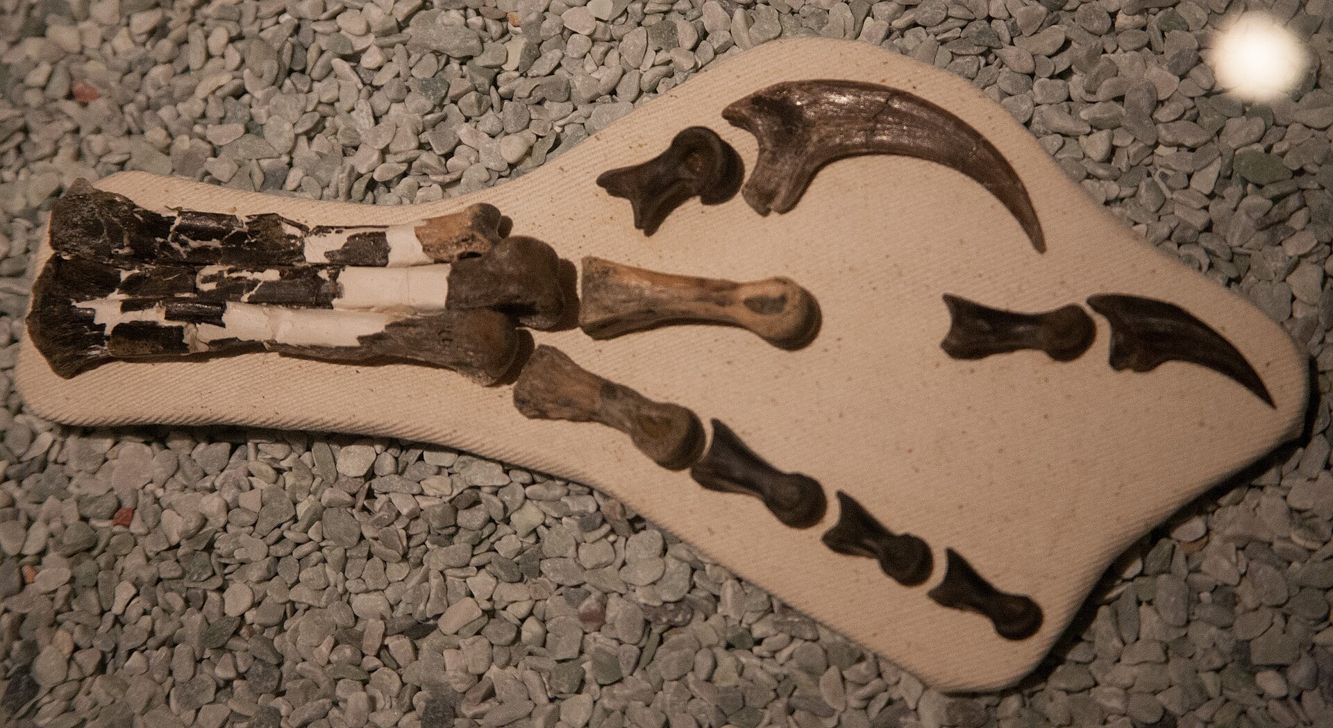 Dromaeosaurid dinosaur. comparative_taxon_visual