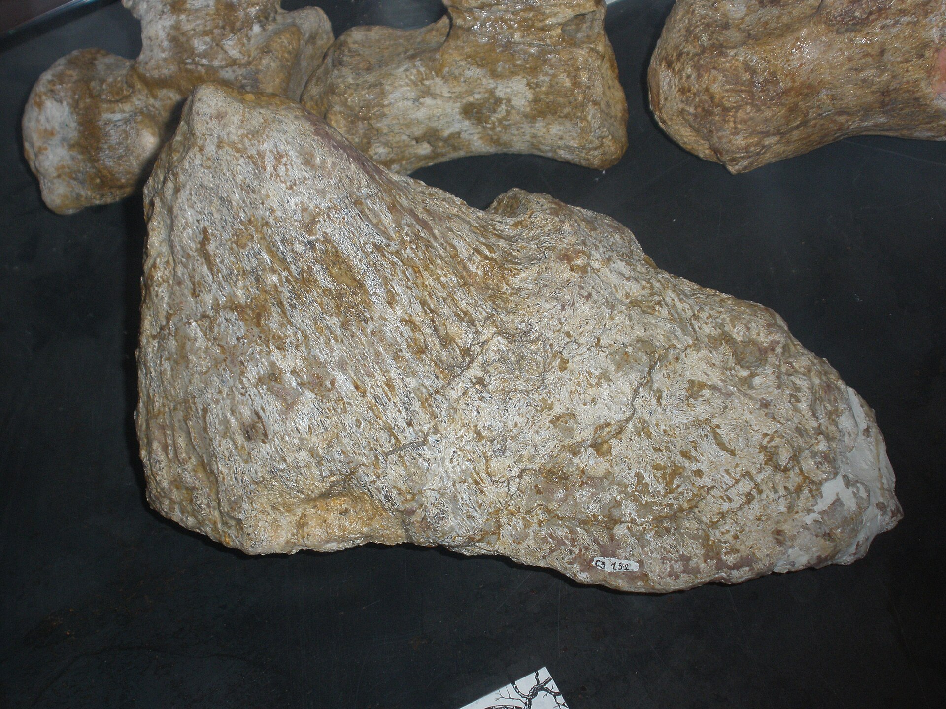 Sauropod dinosaur. comparative_titanosaur_osteoderm_visual