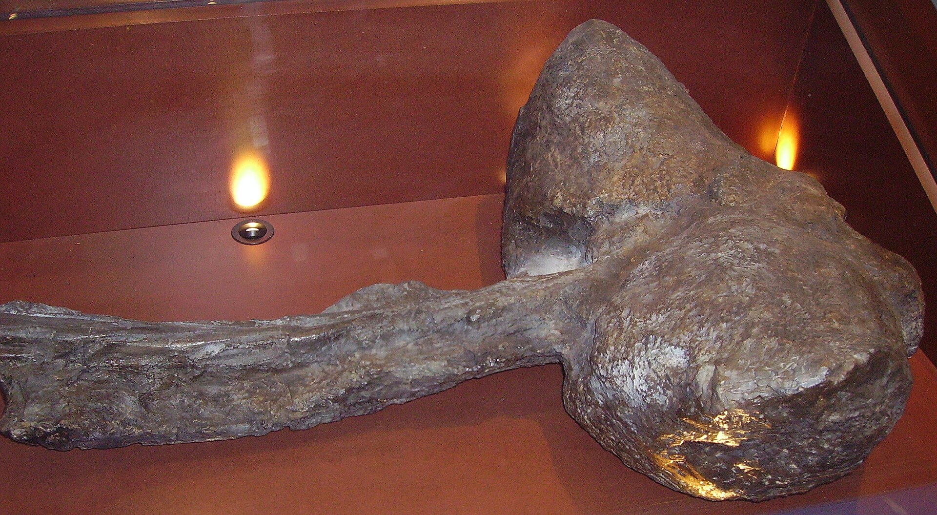 Ankylosaurian dinosaur. comparative_cast_visual