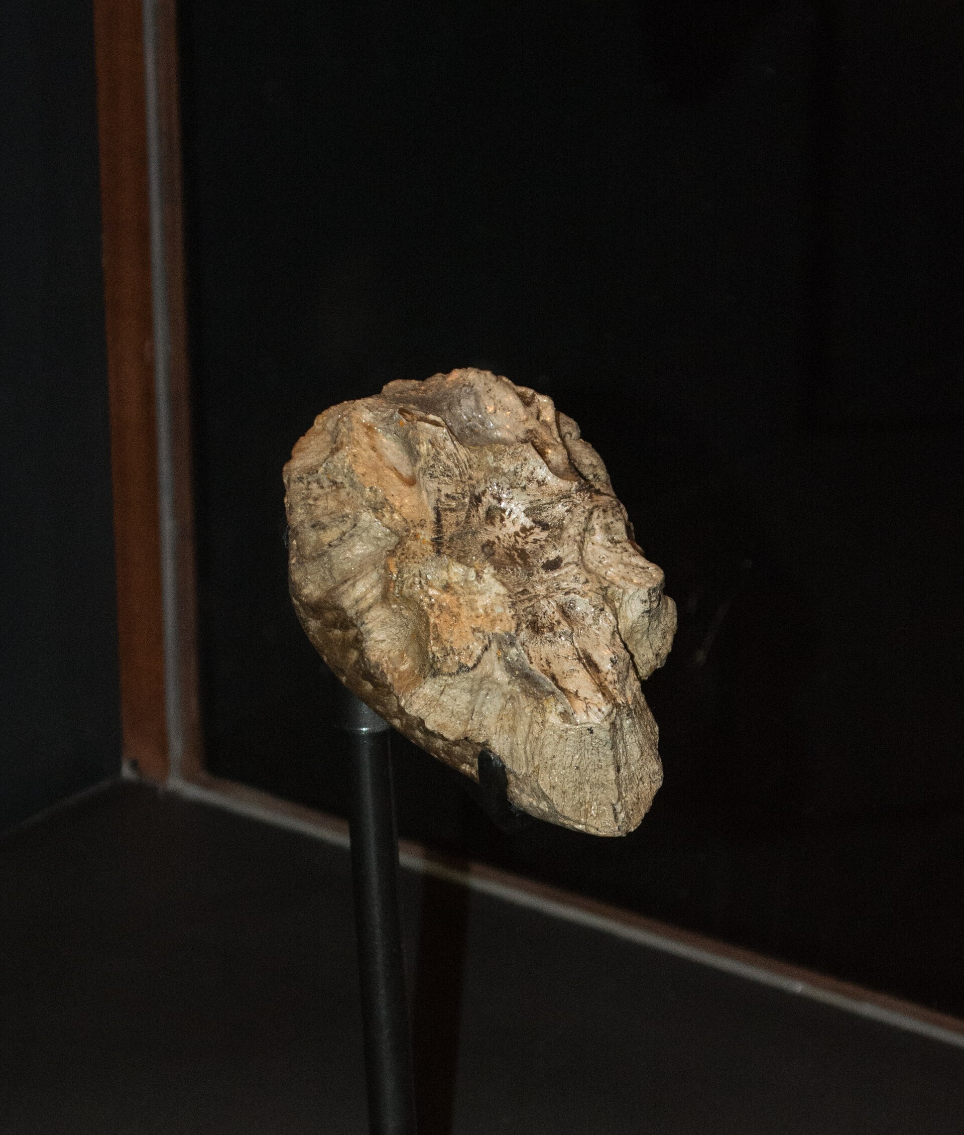 Pachycephalosaurian dinosaur. comparative_taxon_visual