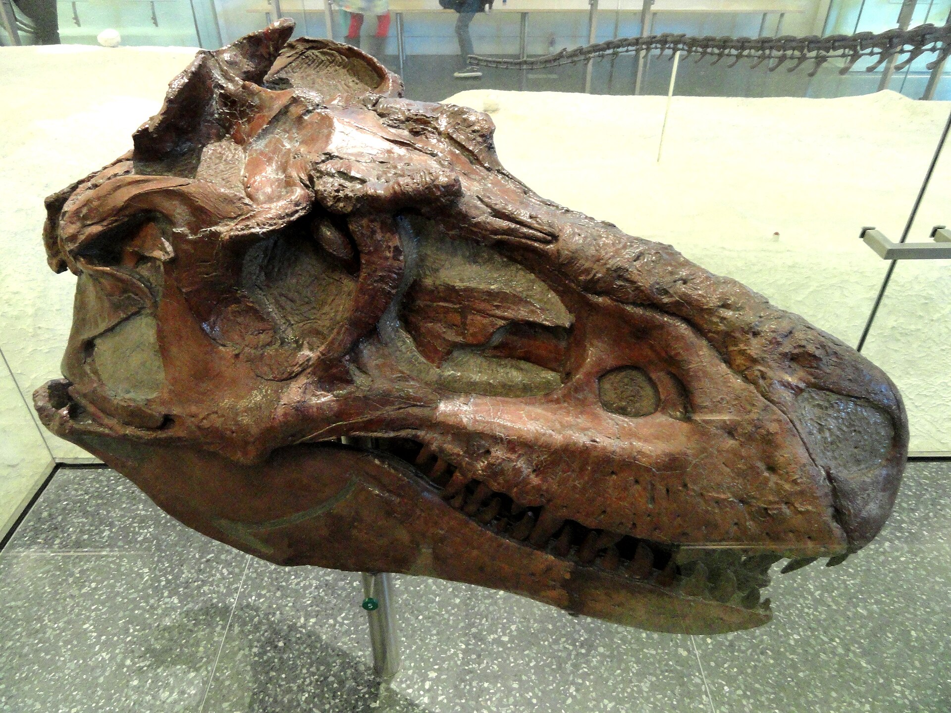 Theropod dinosaur. comparative_exact_taxon_skull_visual