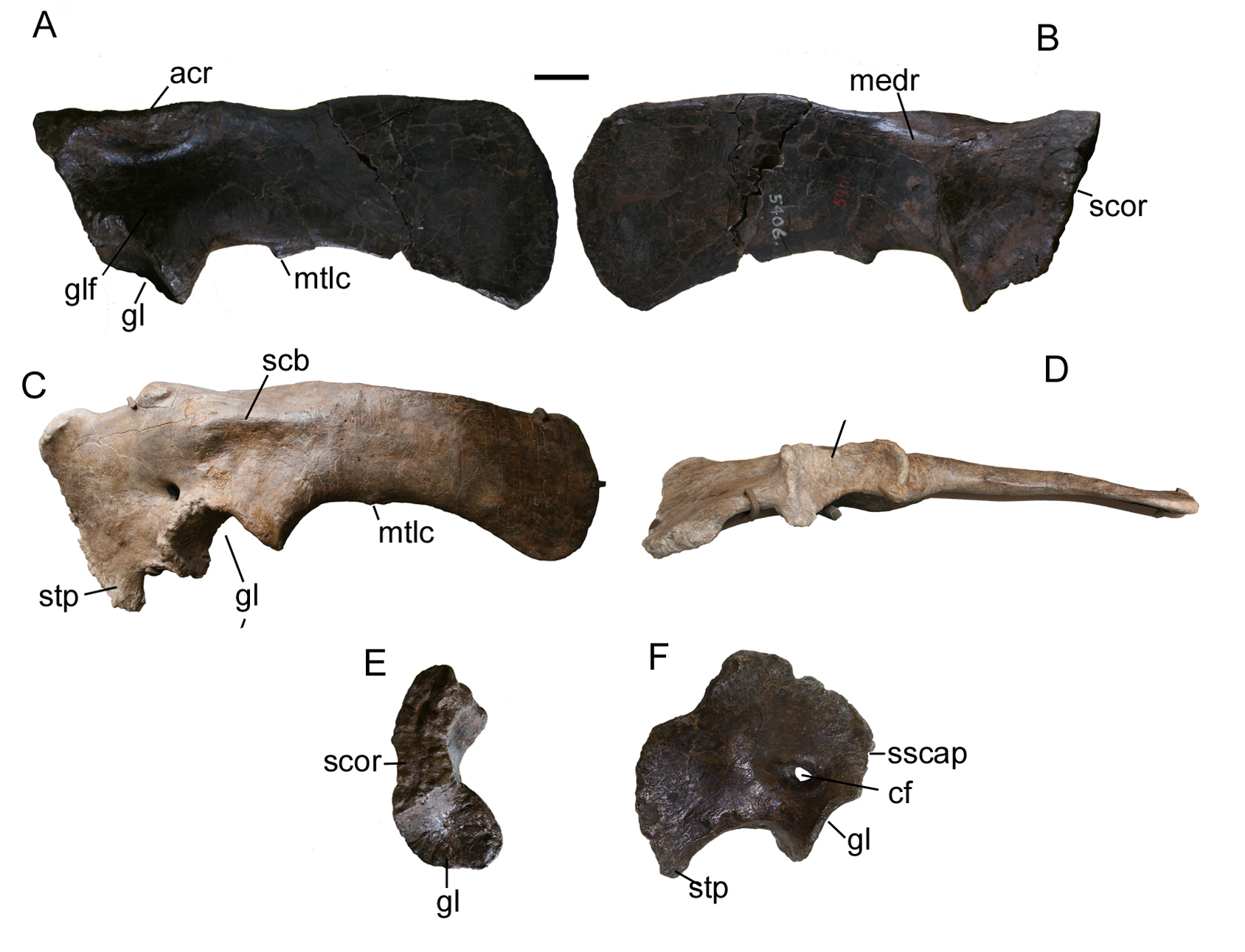 Ankylosaurian dinosaur. comparative_taxon_visual