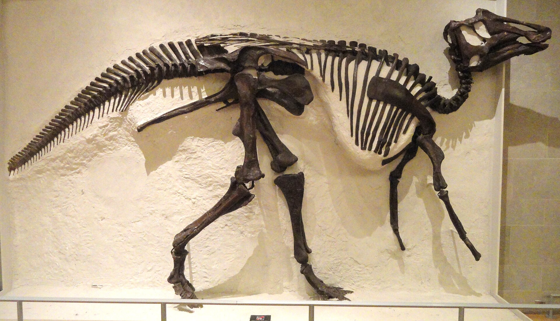 Hadrosaurid dinosaur. comparative_taxon_visual
